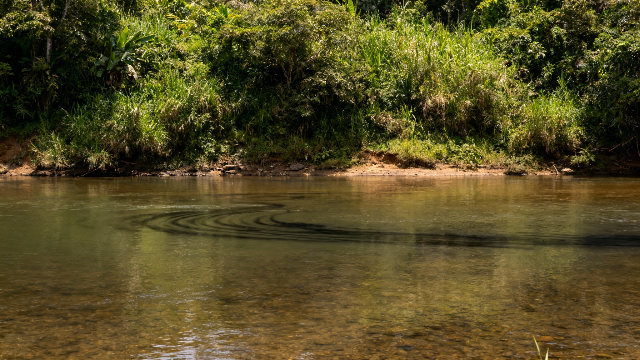 L'onde de choc dans les écosystèmes