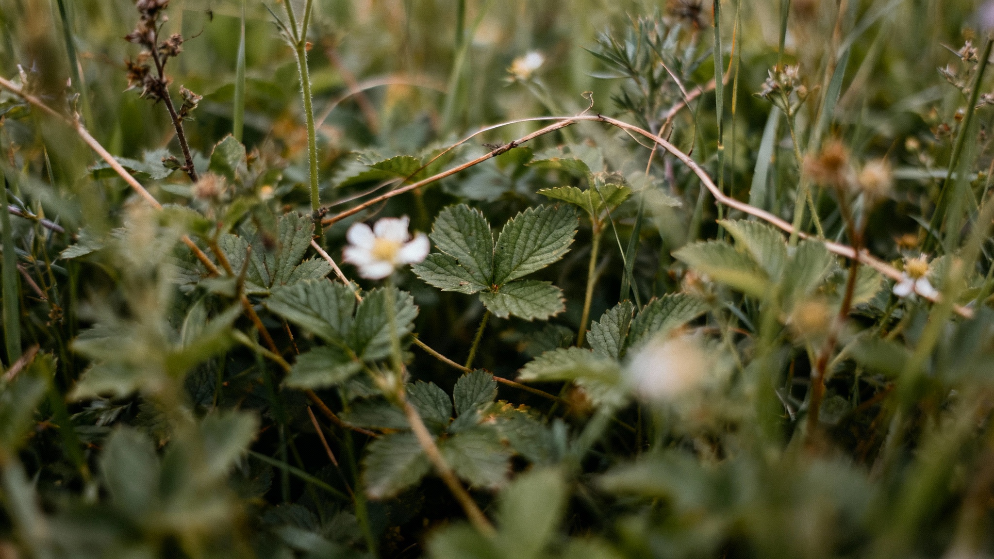 Les plantes exotiques ne sont plus à l’abri de leurs ennemis naturels : ce que nous apprend la science