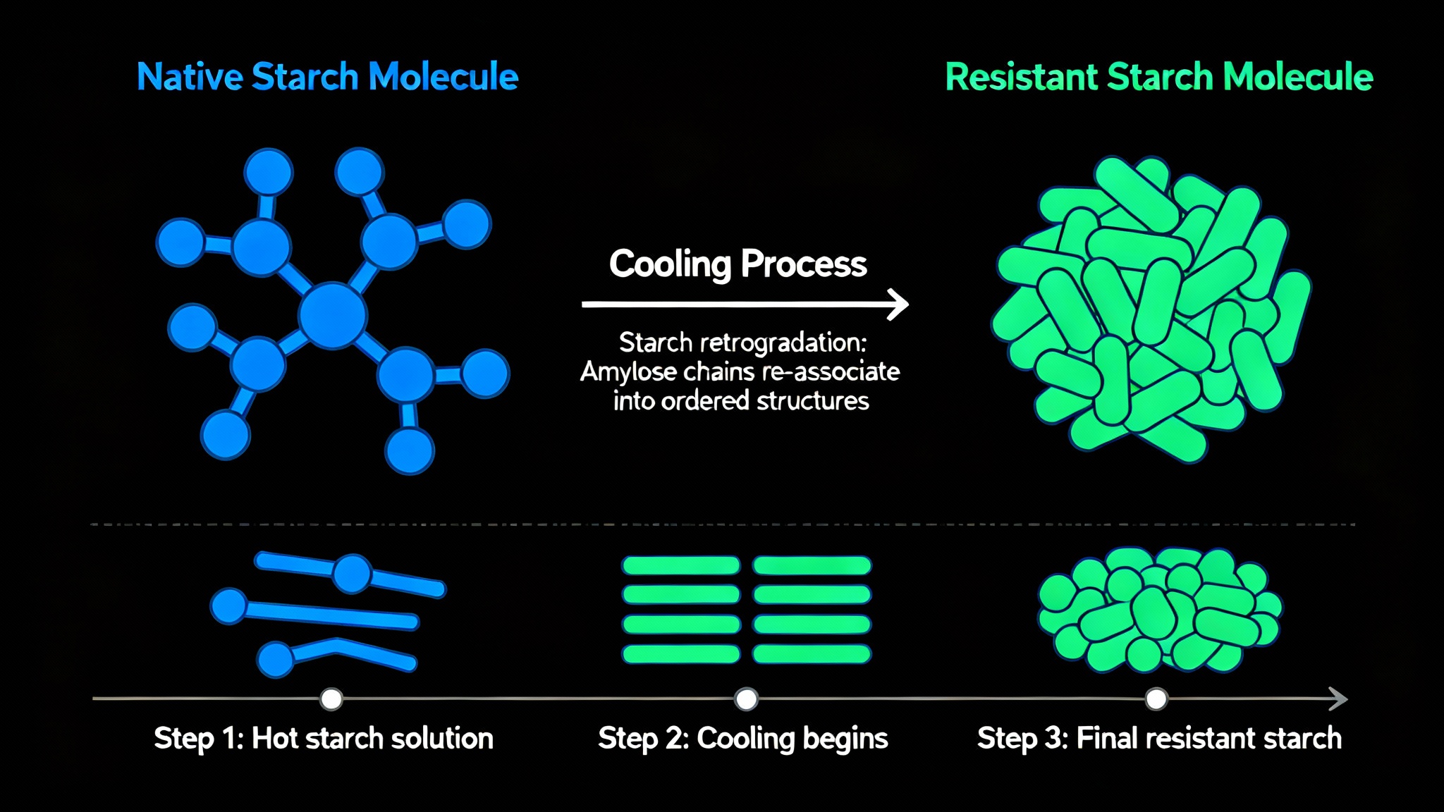 L'amidon résistant, clé d'une absorption ralentie
