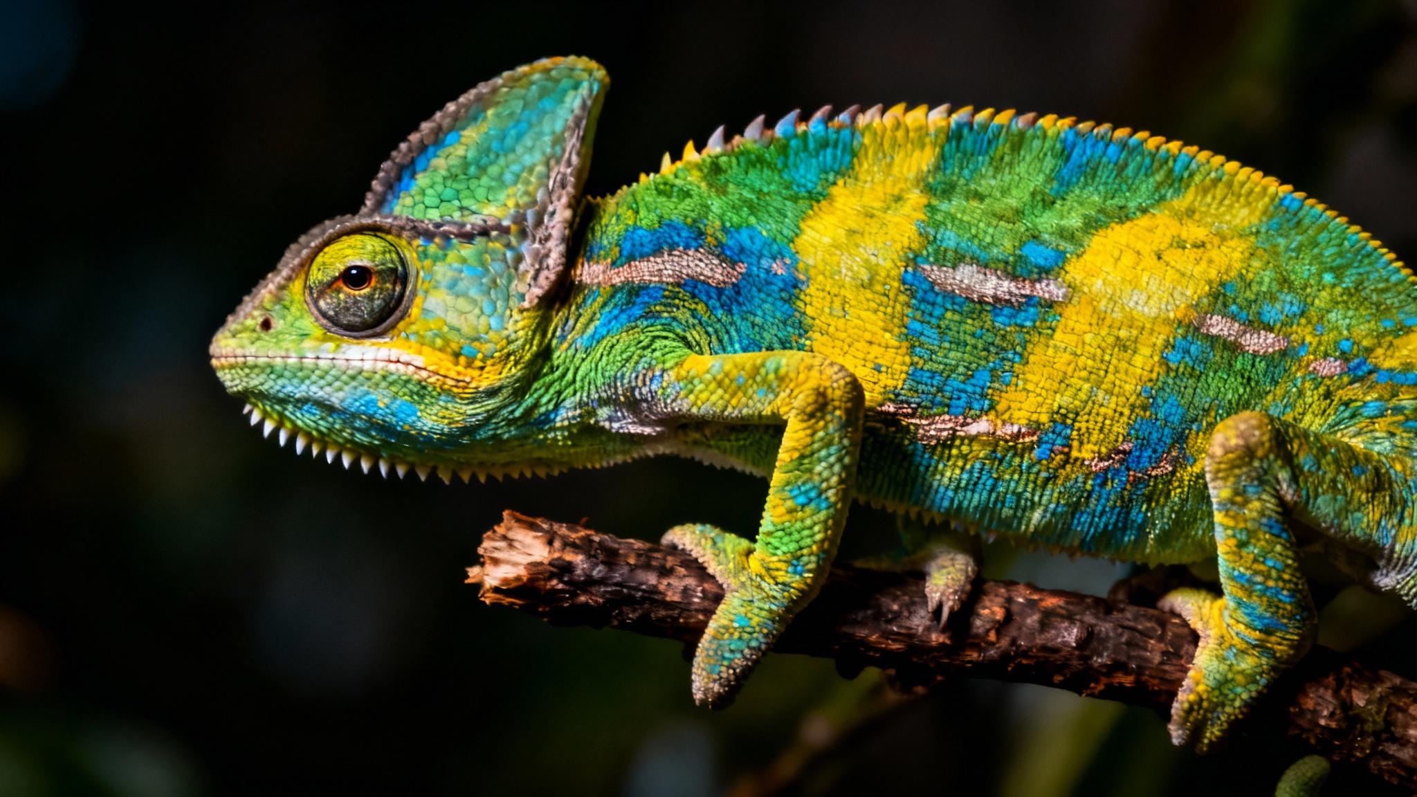 Le secret enfin dévoilé : comment les caméléons voient-ils le monde à 360 degrés ?