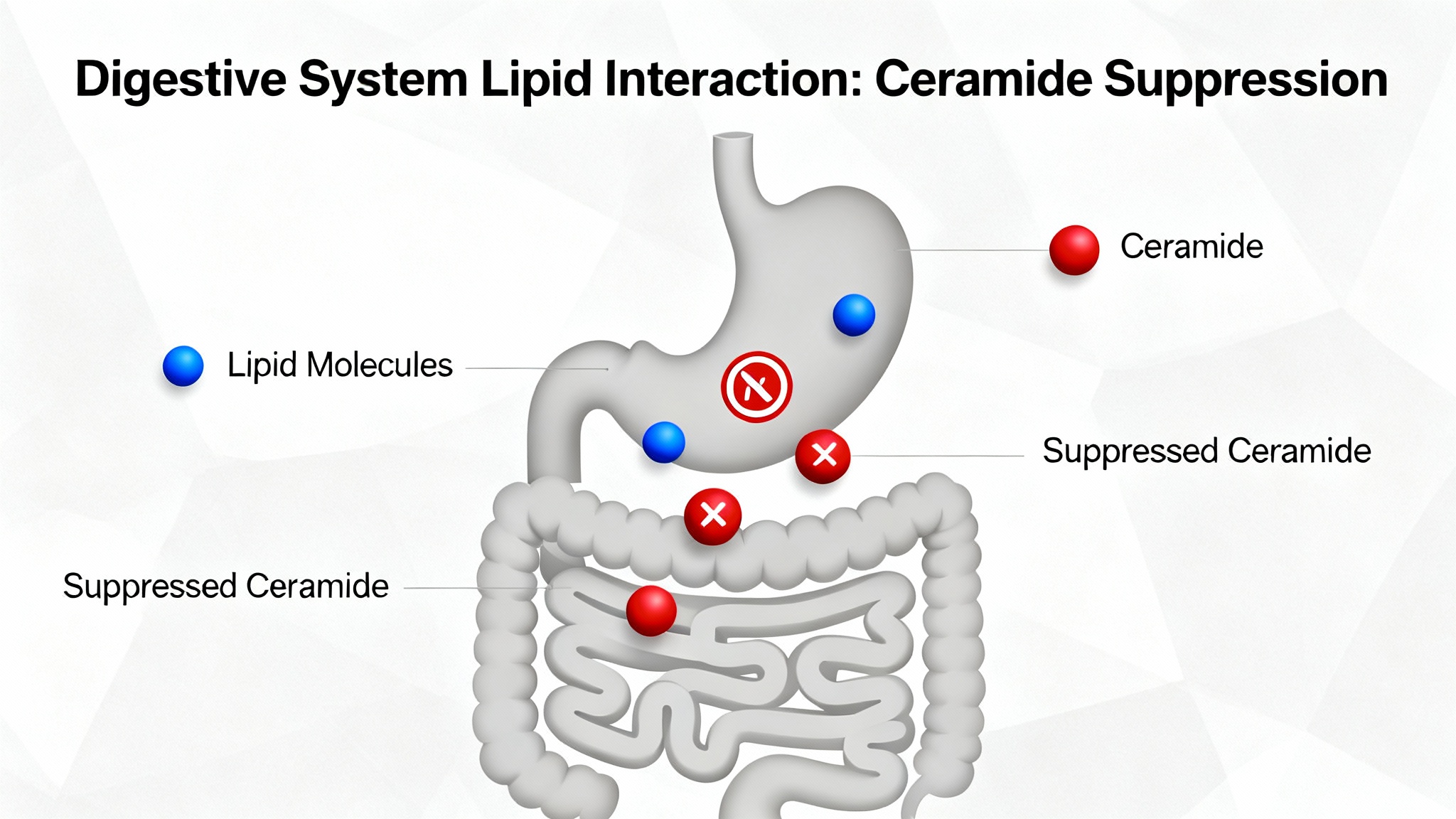 Le mécanisme secret : quand les graisses bactériennes combattent les mauvaises graisses