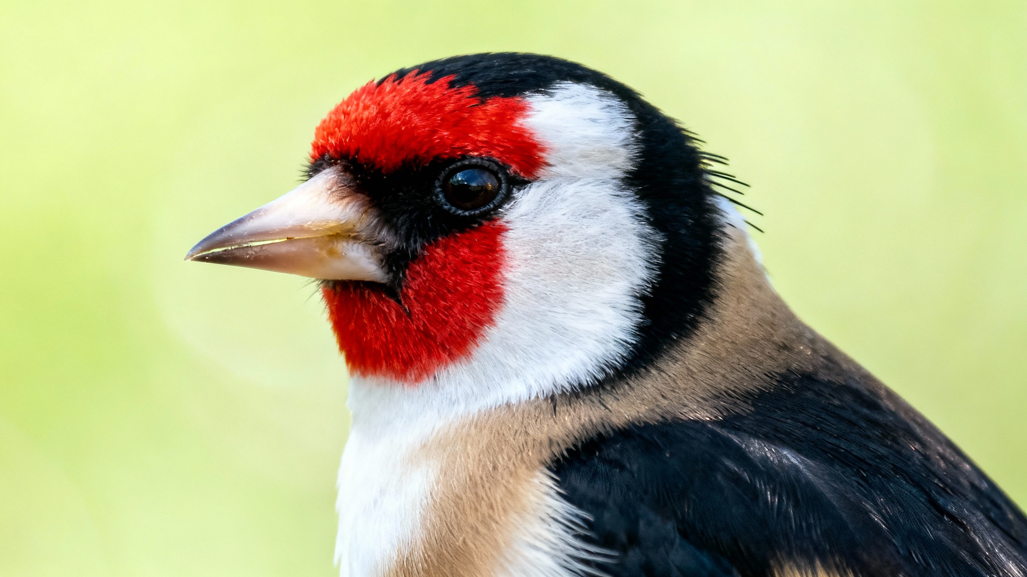 Ce visiteur coloré et rare pourrait égayer votre jardin cet hiver grâce à une simple graine