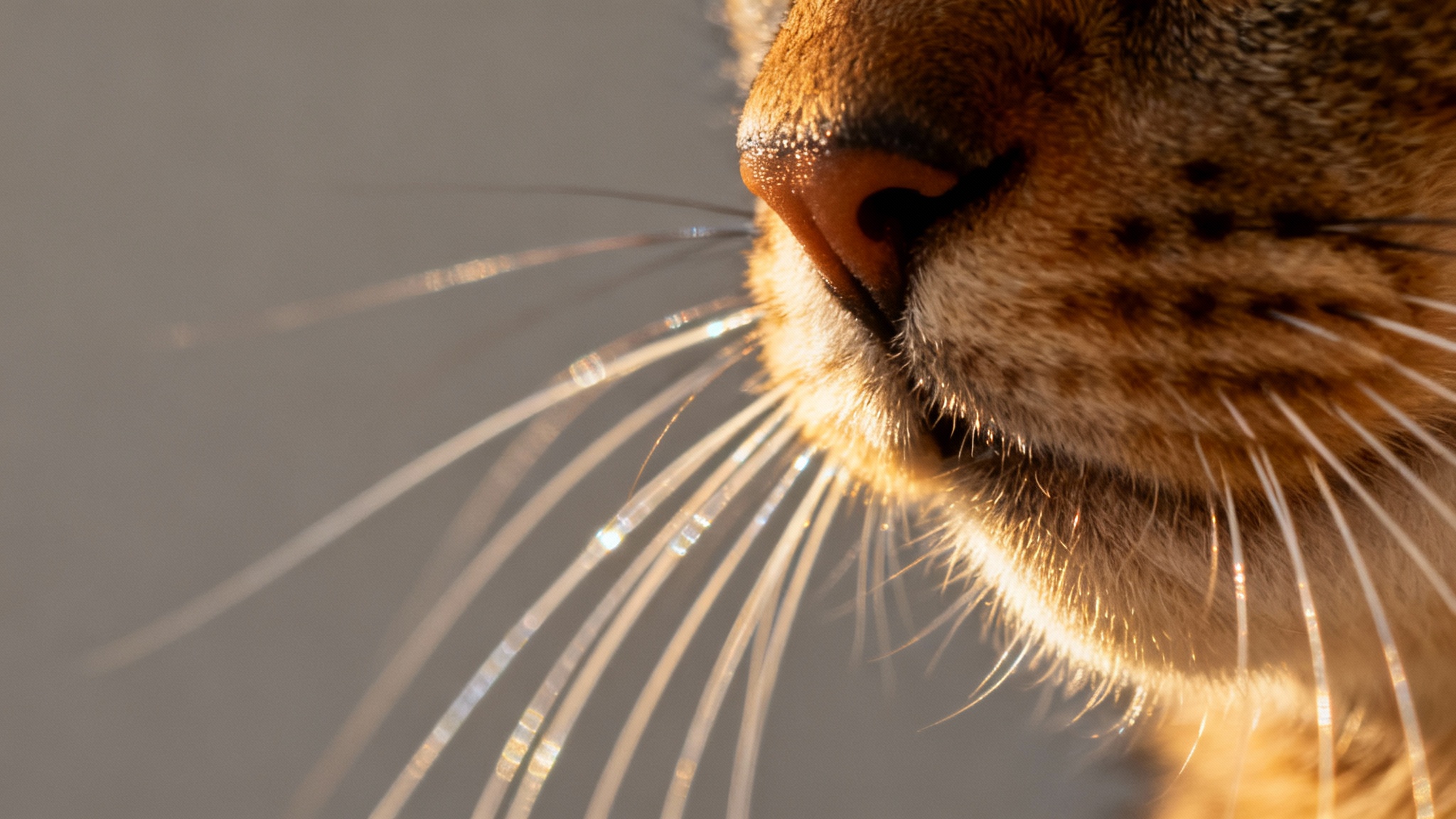 Ces antennes sensorielles qui maintiennent le chat en équilibre : pourquoi il ne faut jamais toucher aux moustaches