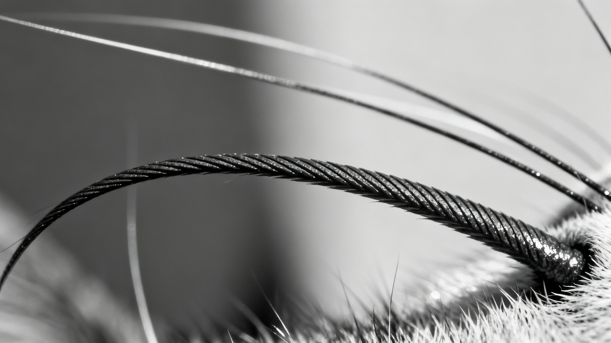 Plus qu'un poil : un prolongement du système nerveux