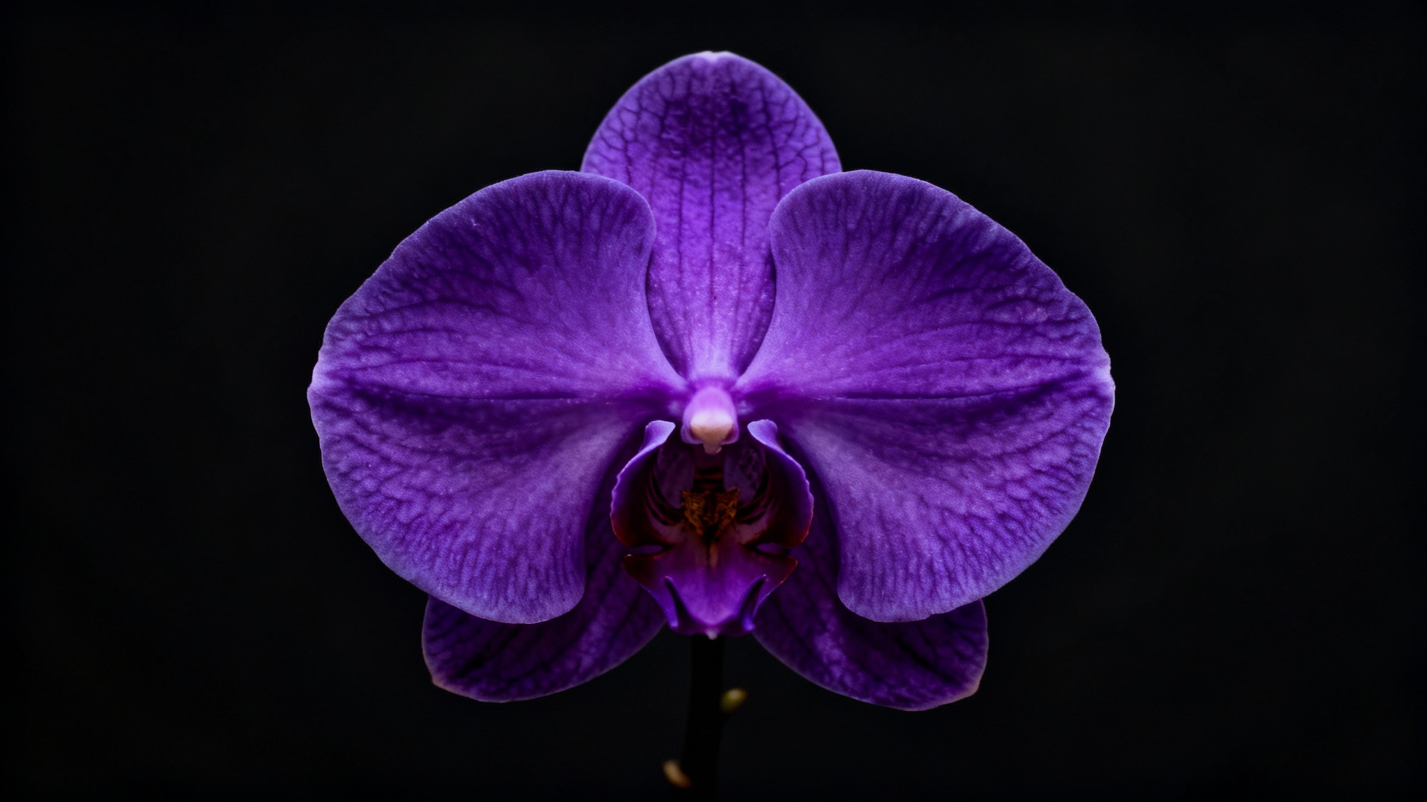 Quelle est la couleur la plus rare dans la nature ? Et non, ce n&#039;est pas le bleu