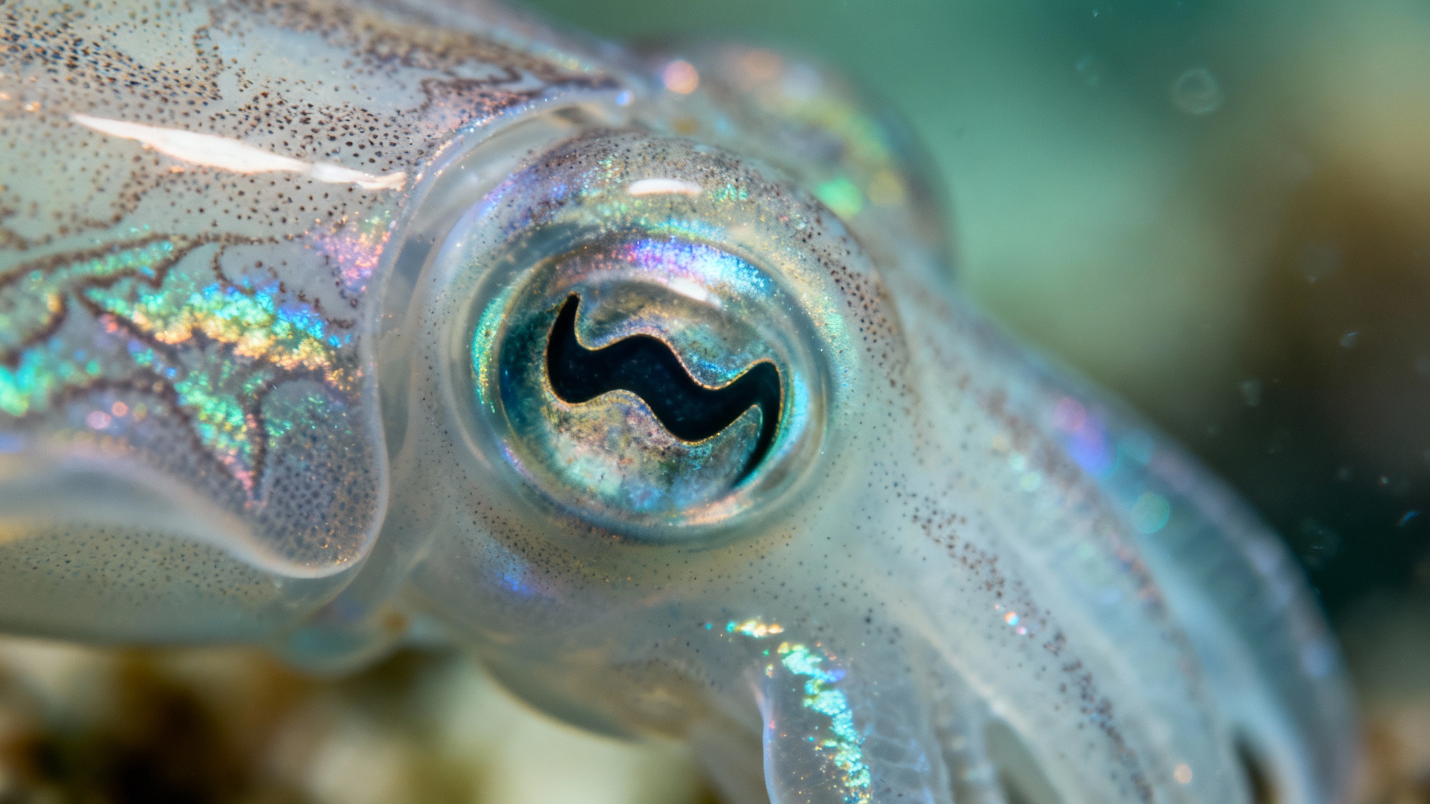 Le secret des pupilles en forme de W des seiches