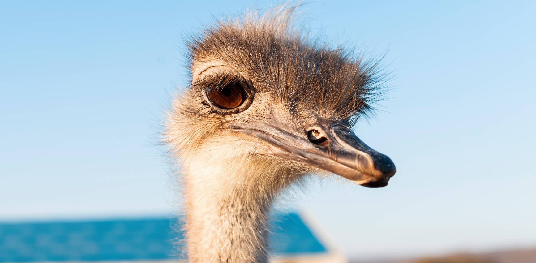 Grippe aviaire H5N1 : sommes-nous à la veille d&rsquo;une pandémie pire que la COVID ?