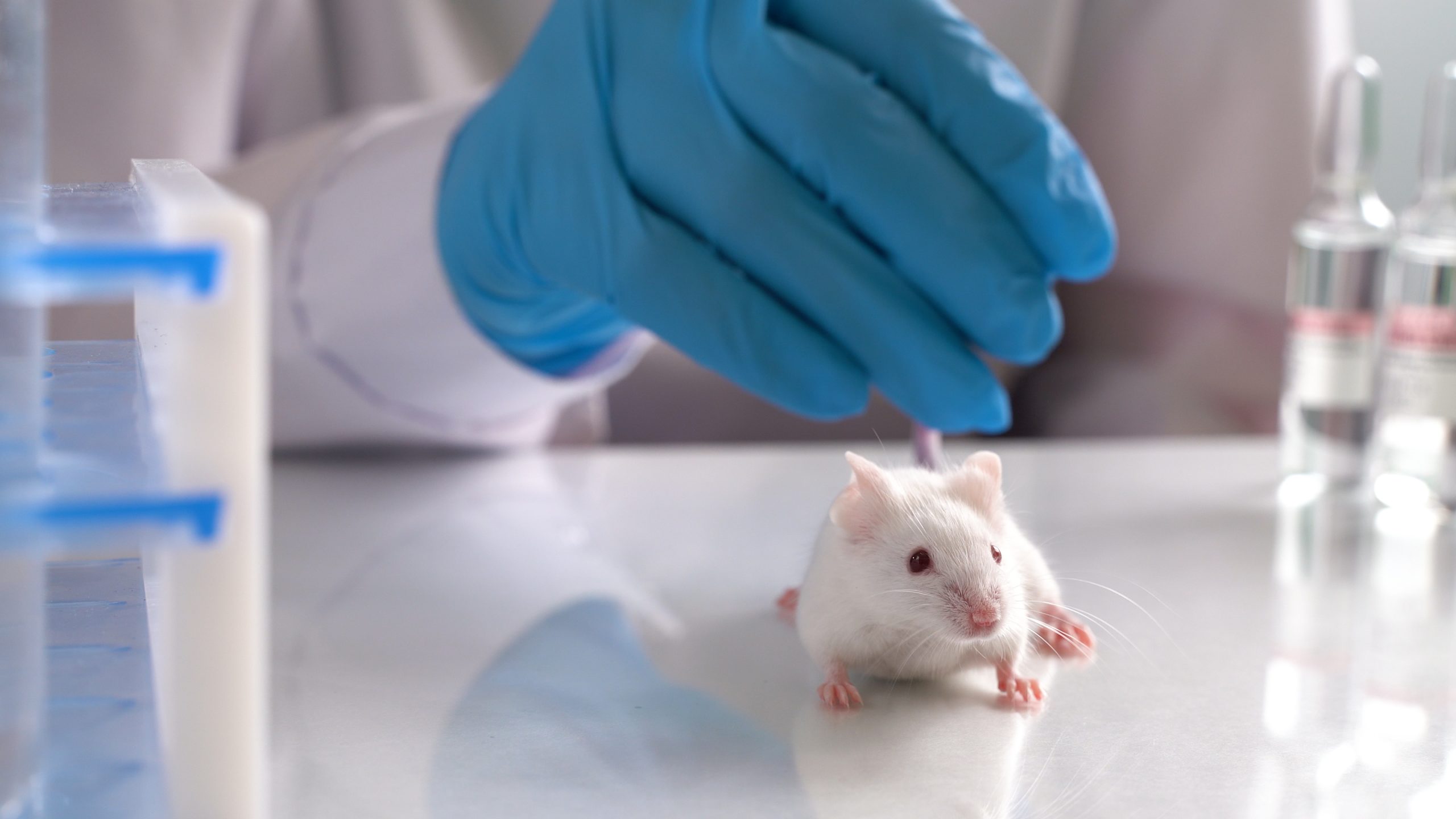 L'épreuve du vivant : une suppression totale du virus chez les souris