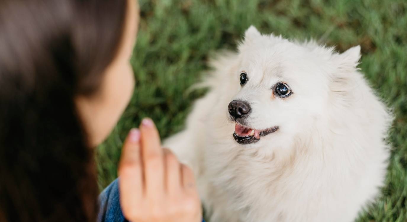 Une simulation révèle enfin comment votre chien vous voit et vous entend vraiment