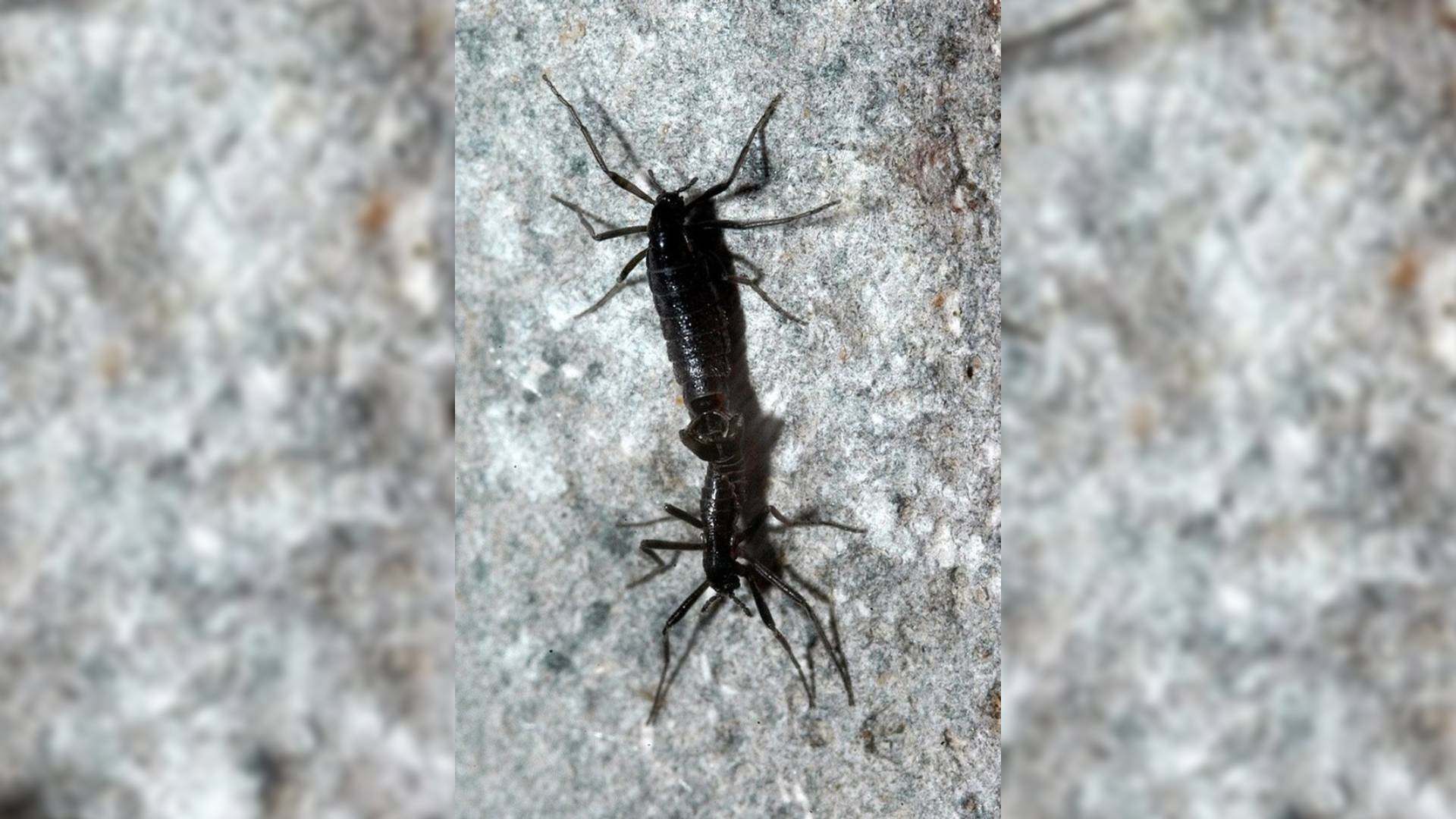 Même l&rsquo;Antarctique n&rsquo;est pas épargné : les seuls insectes du continent mangent déjà du plastique