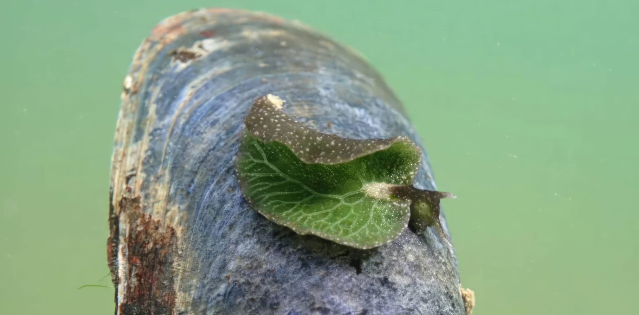 Un snorkeleur en Nouvelle-Écosse croyait voir une feuille, mais découvre un étrange organisme sous l’eau