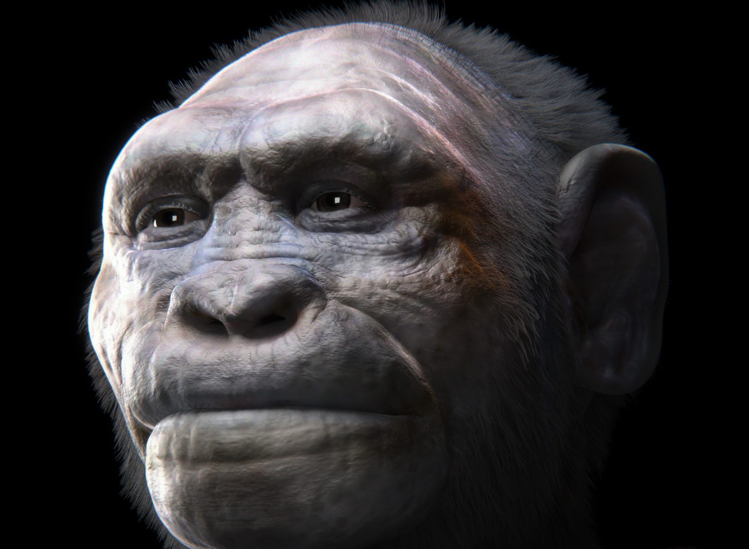 La migration précoce hors d’Afrique remise en question : Homo erectus n’aurait pas voyagé seul