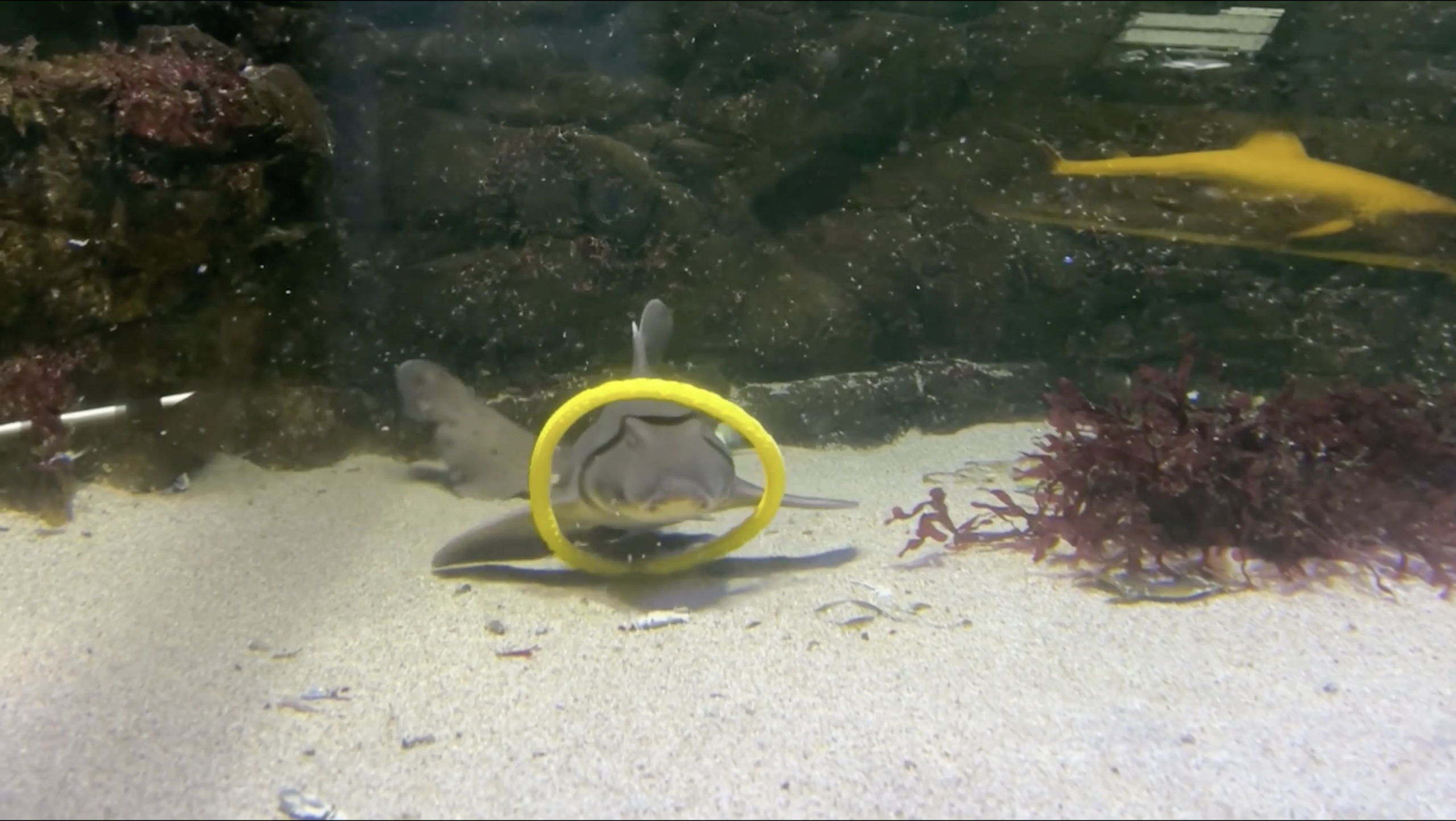 Fini l'ennui : des requins surpris en pleine partie de jeu avec des jouets de piscine