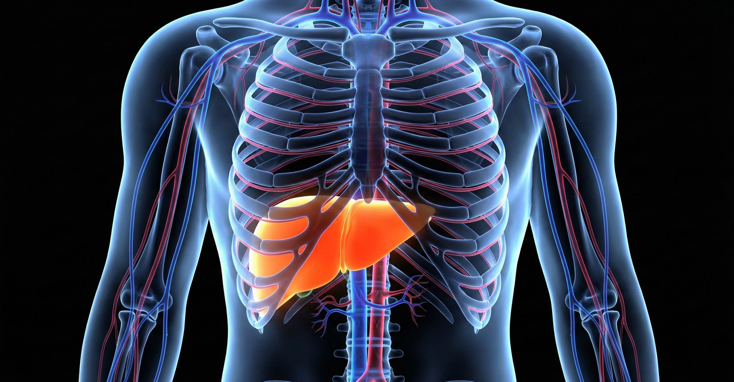 Combien de temps faut-il à votre foie pour récupérer après les fêtes alors que Janvier Sec approche ?