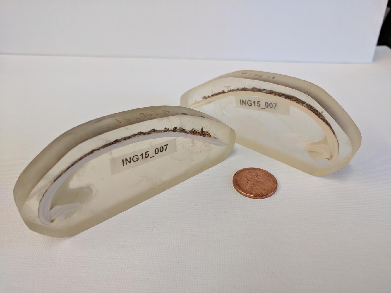 Né en 1499 et tué par erreur en 2006 : L'incroyable destin de Ming, l'animal le plus vieux du monde