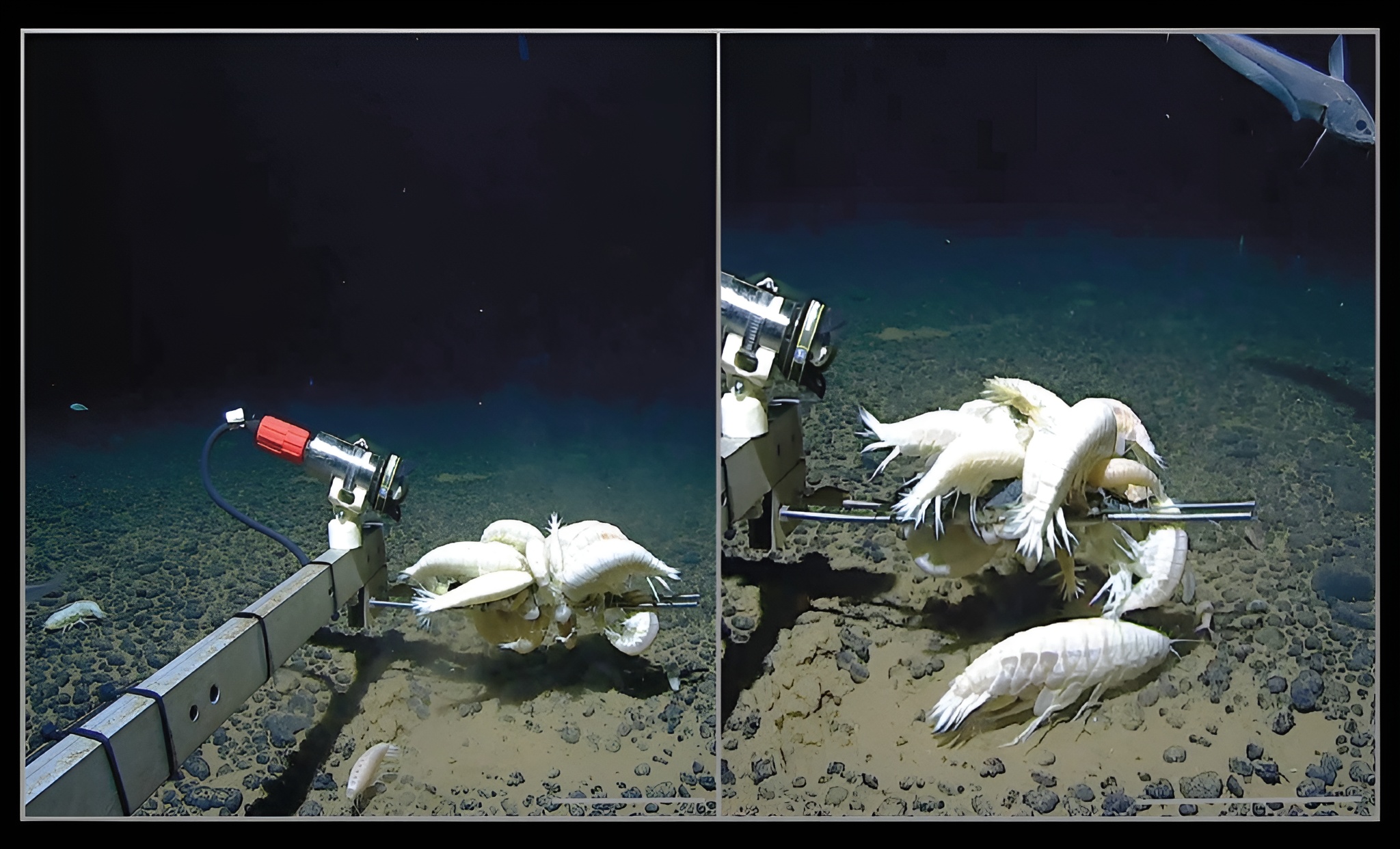 Ces crustacés géants qu&rsquo;on croyait rares grouillent en fait au fond de nos océans