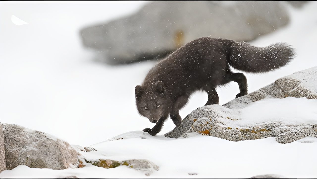 On pense souvent qu'ils sont toujours blancs, mais les renards polaires nous réservent une surprise bleutée