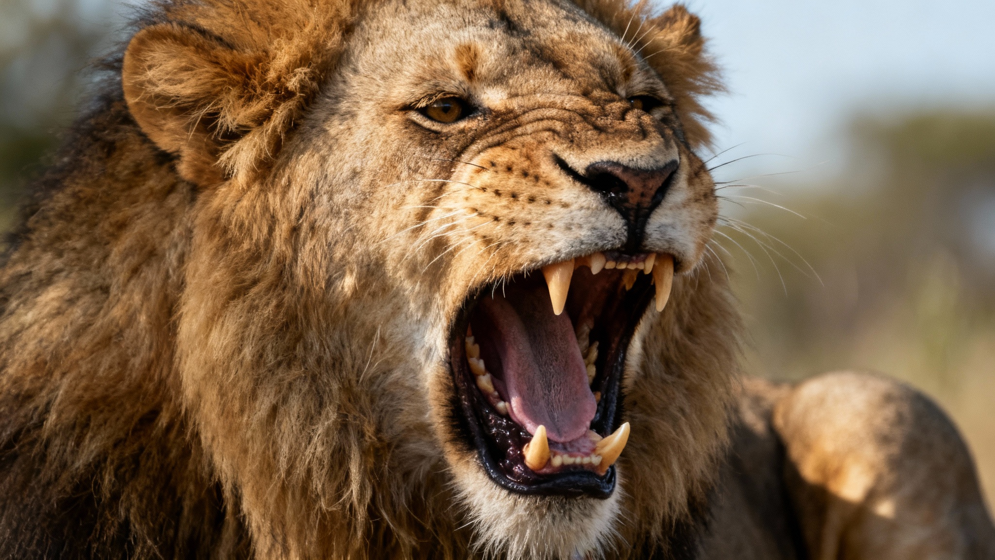 Des scientifiques découvrent un rugissement de lion &#039;caché&#039; qui pourrait sauver l&#039;espèce