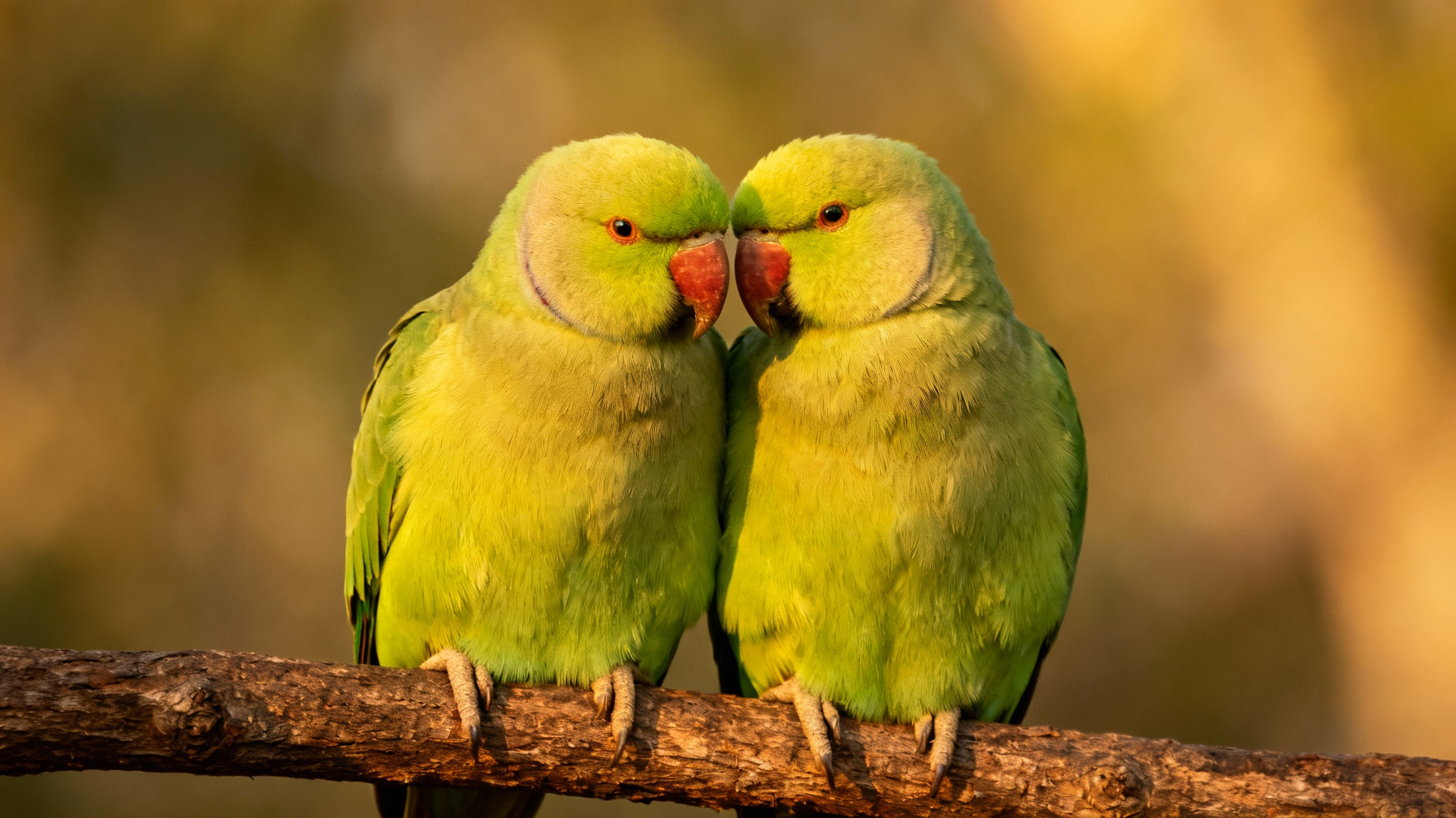 Les perruches et le secret de l&#039;amitié : pourquoi la prudence est leur meilleure alliée