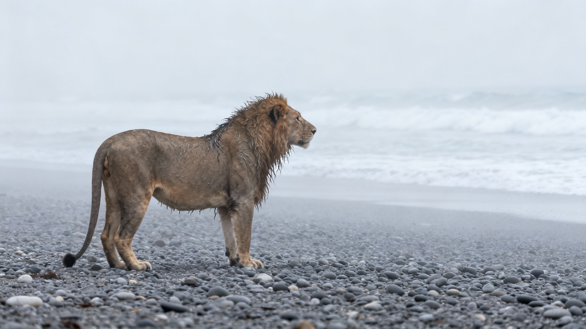 Face au désert, comment les lions de namibie sont devenus des fantômes marins
