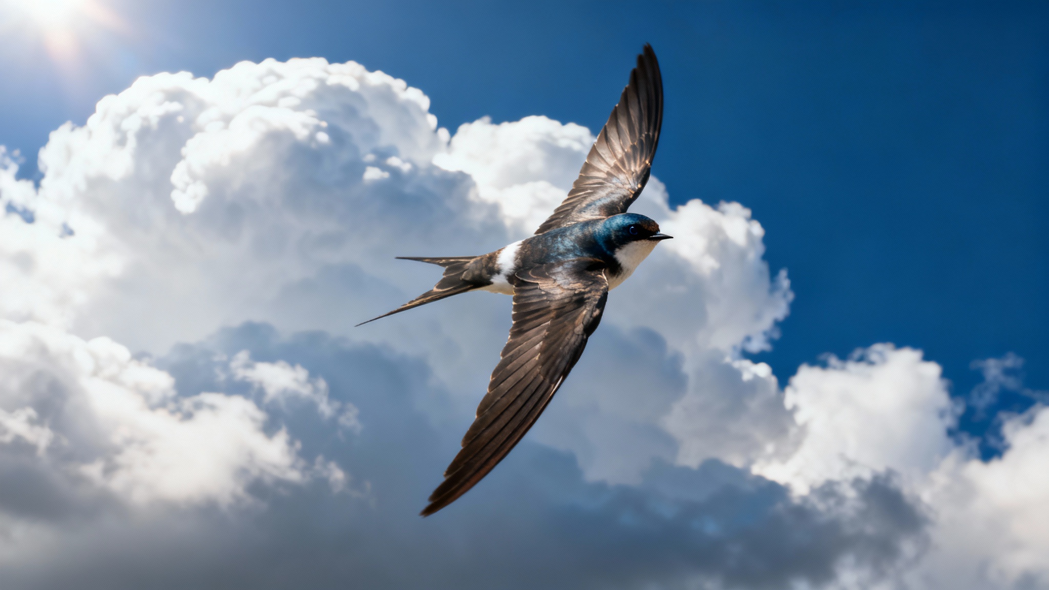 Jusqu’où un oiseau peut-il voler sans se poser ?