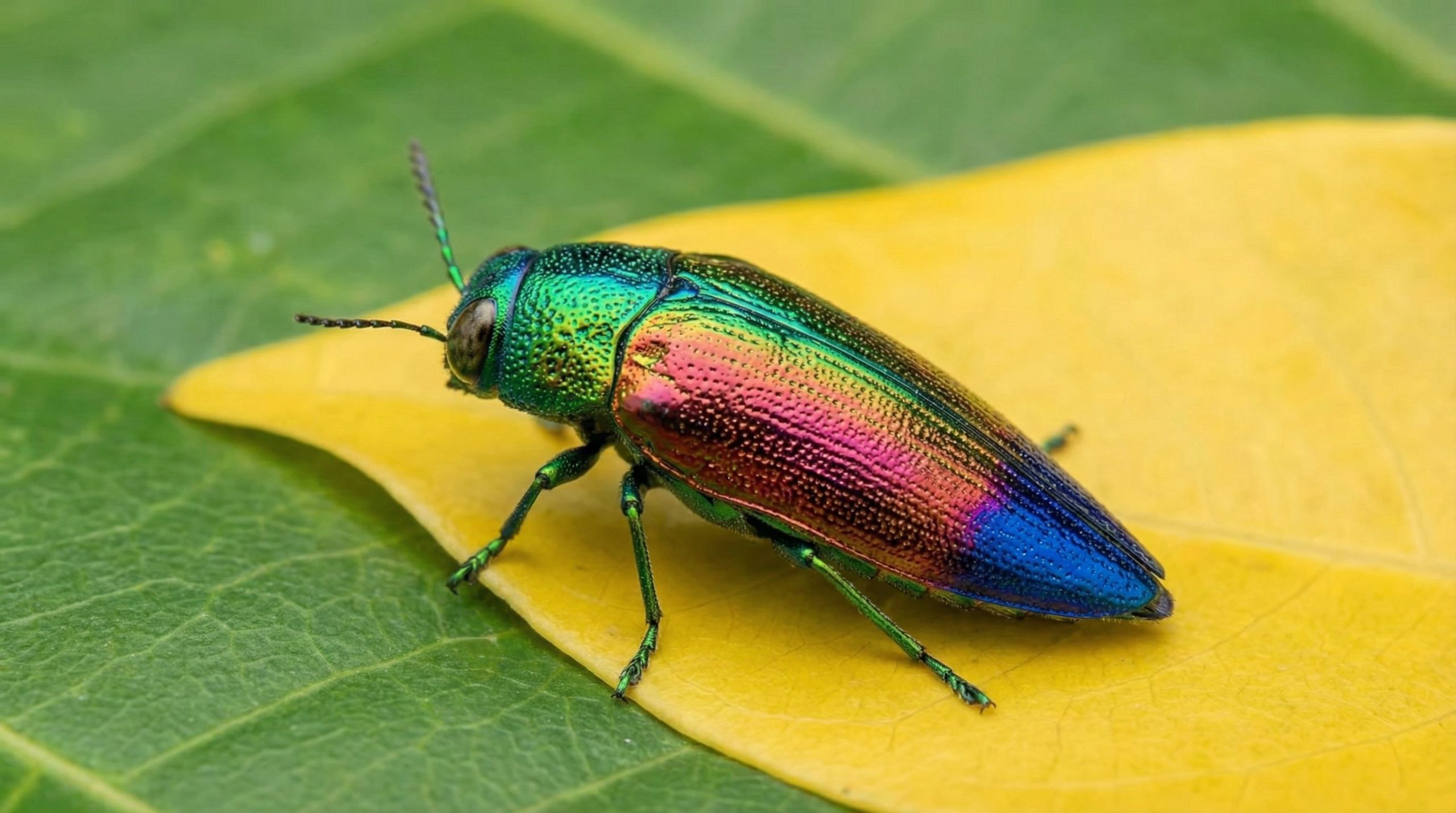 Des milliers de nouvelles espèces surgissent chaque année : l'immense catalogue du vivant est loin d'être clos