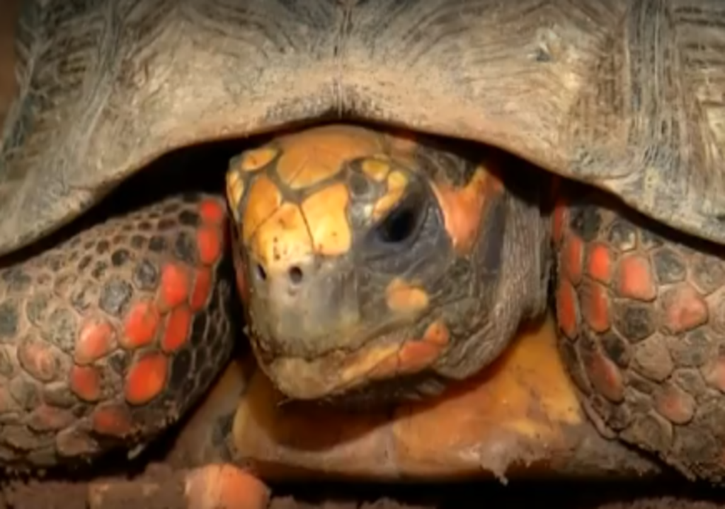 Miraculée : une tortue retrouvée vivante après 10 ans sous le plancher !
