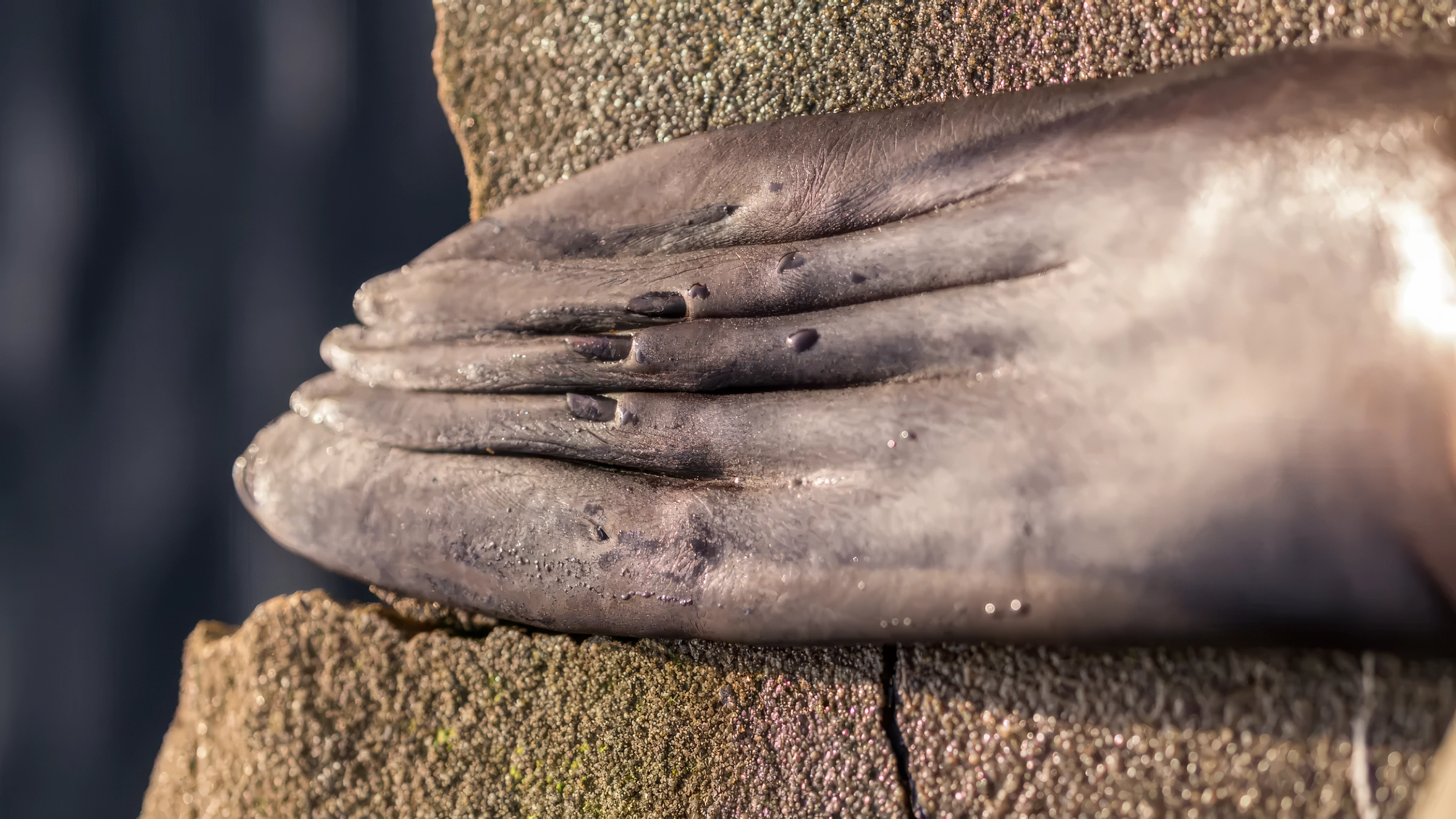 Les phoques ont des ongles et savent s’en servir