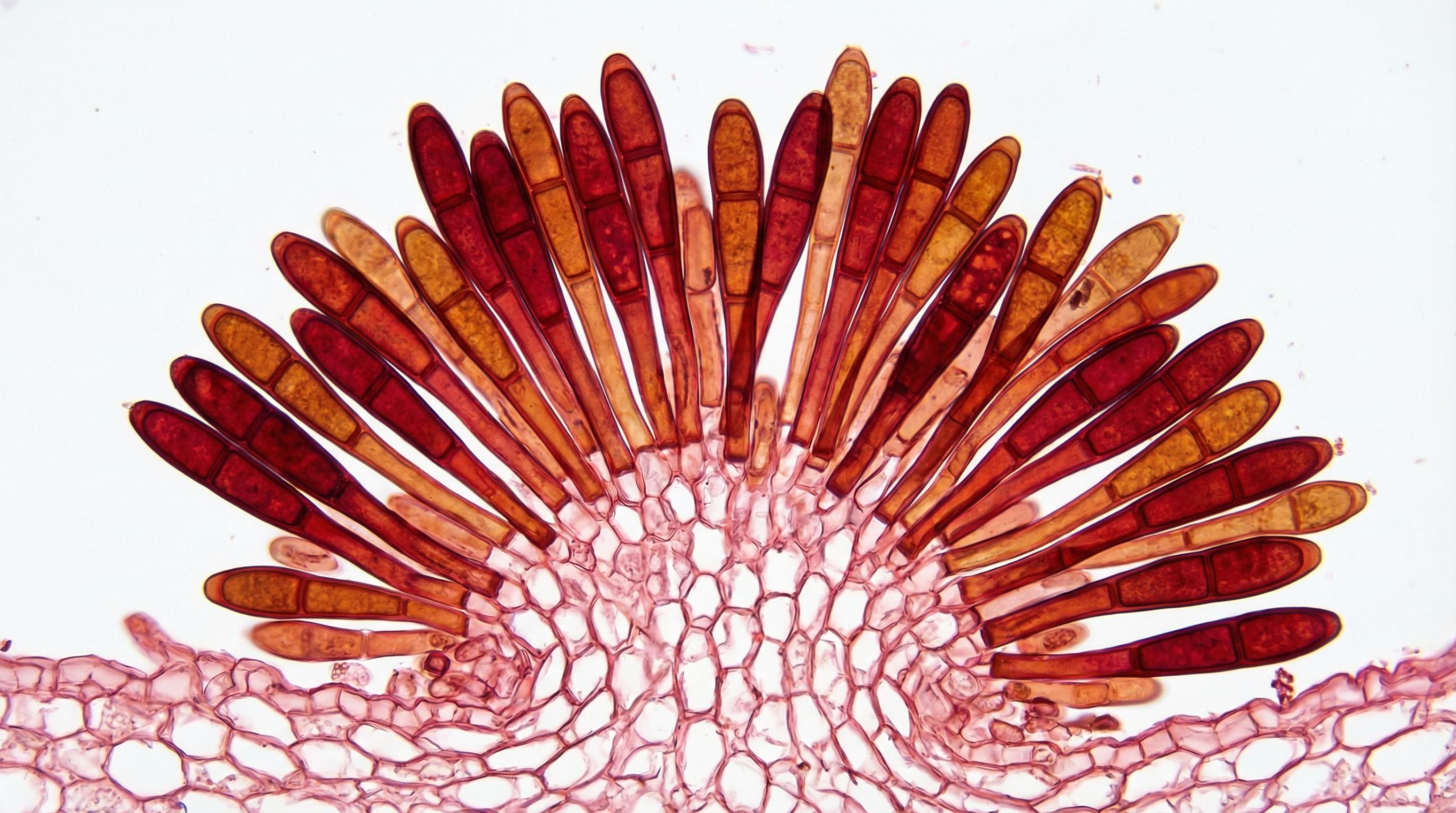 Cette recette qui a créé la vie sur Terre pourrait exister sur Mars, selon les scientifiques