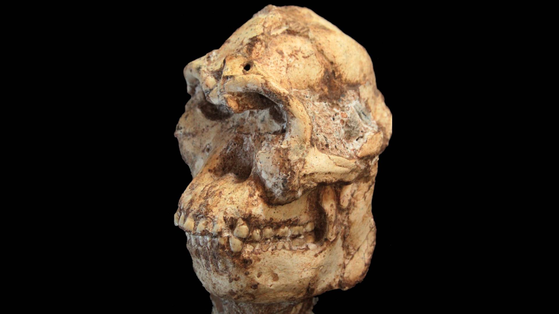 Un crâne vieux de 3 millions d&rsquo;années ne correspond à aucun ancêtre humain connu