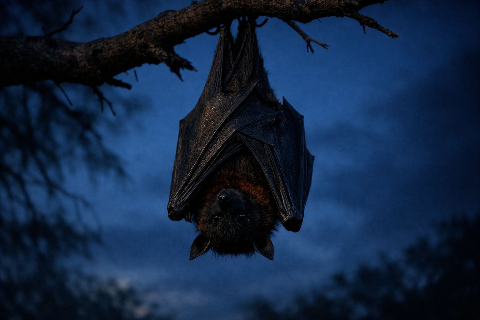 Au Bangladesh, des chauves-souris identifiées comme la source d’une mystérieuse maladie respiratoire mortelle