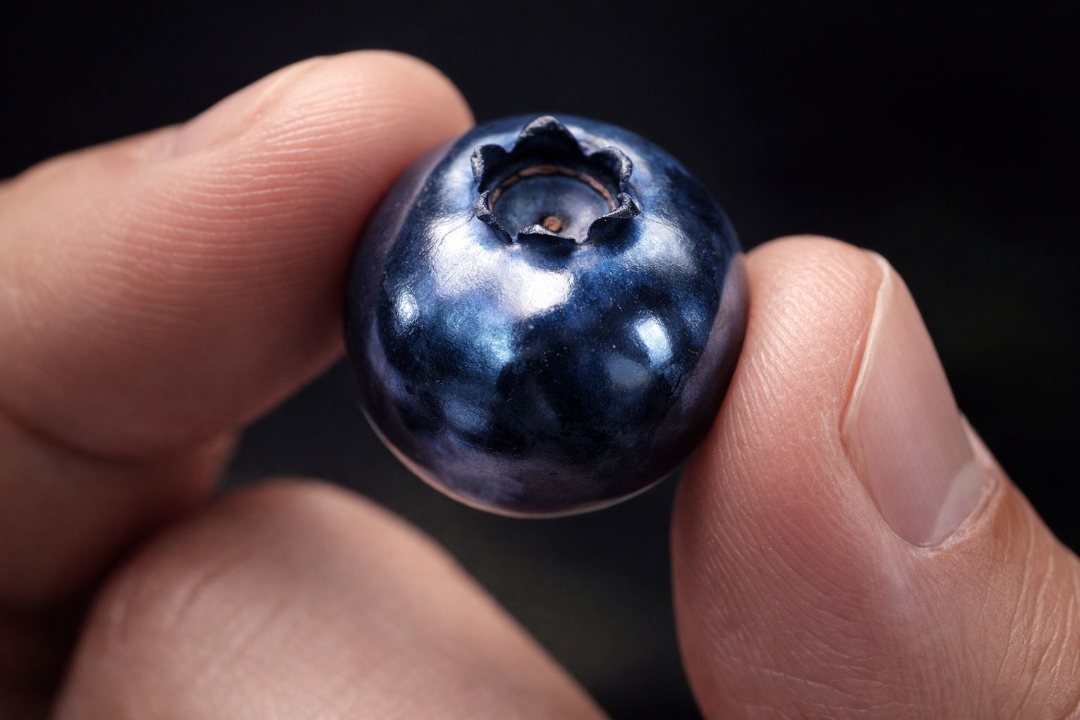 Pollia condensata : Quand la nature invente l&rsquo;hologramme parfait