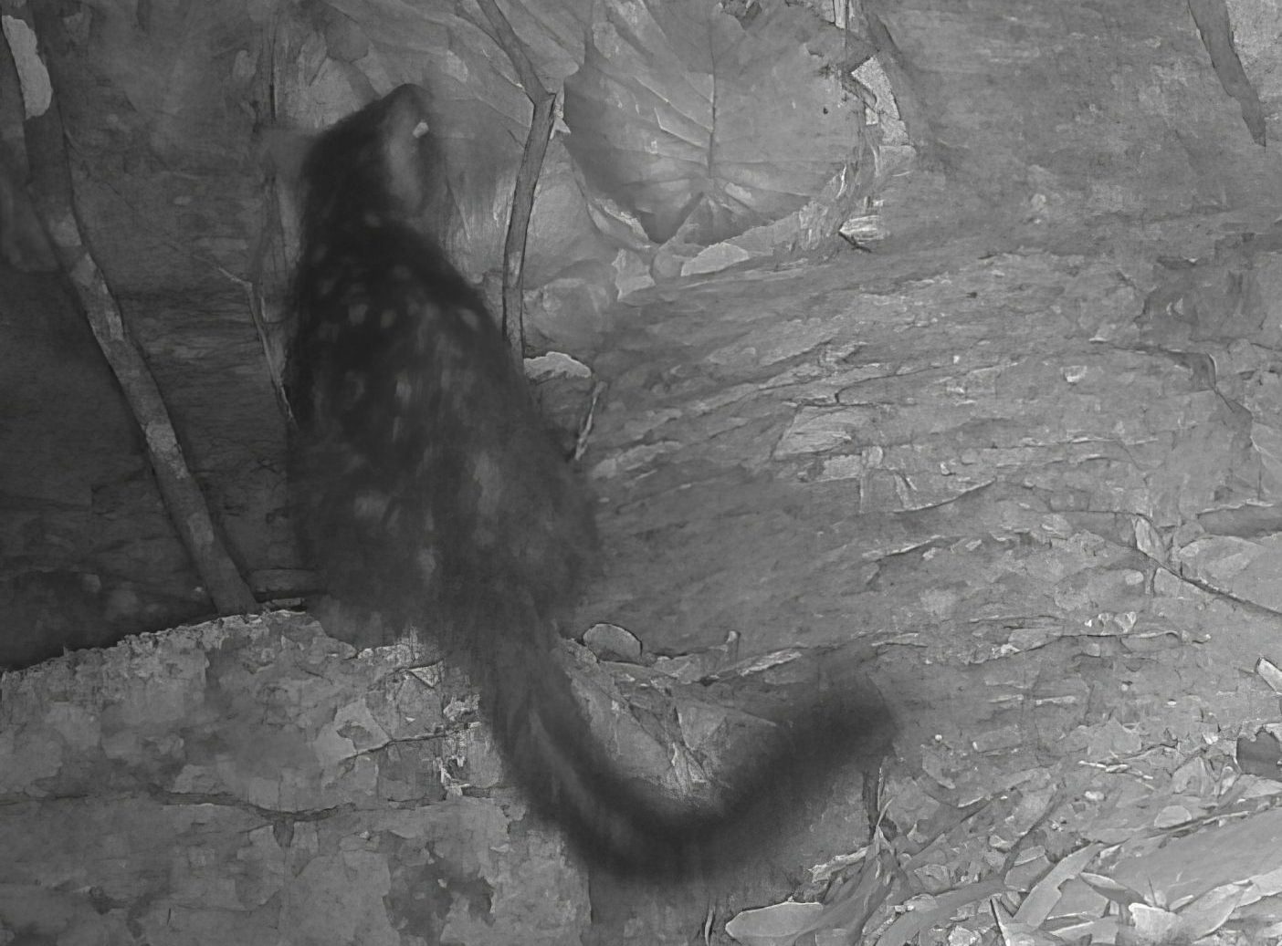 Australie : un animal fantôme réapparaît en vidéo après 80 ans d'absence