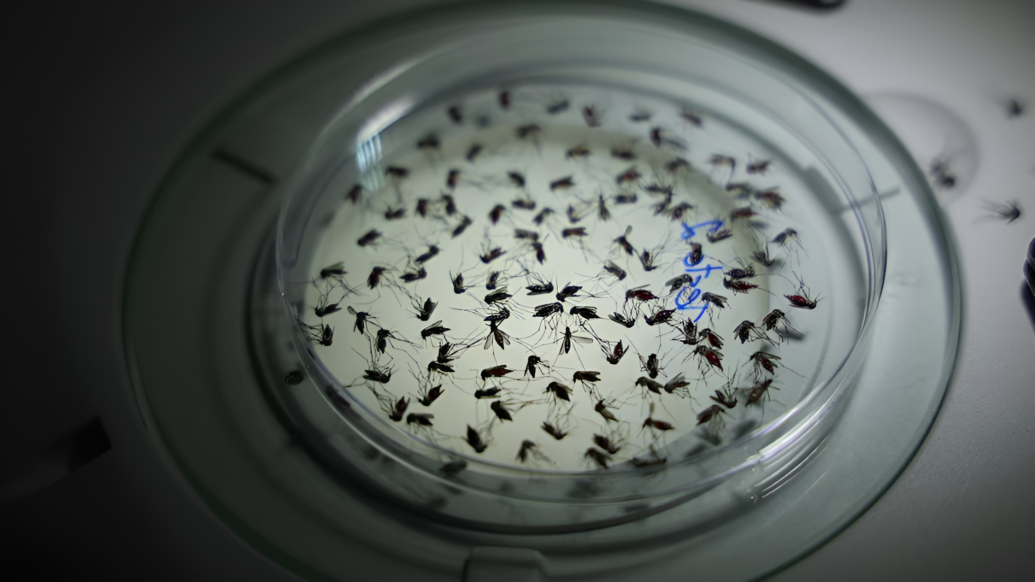 Contre la dengue et le Zika, ce pays a une idée folle : lâcher encore plus de moustiques