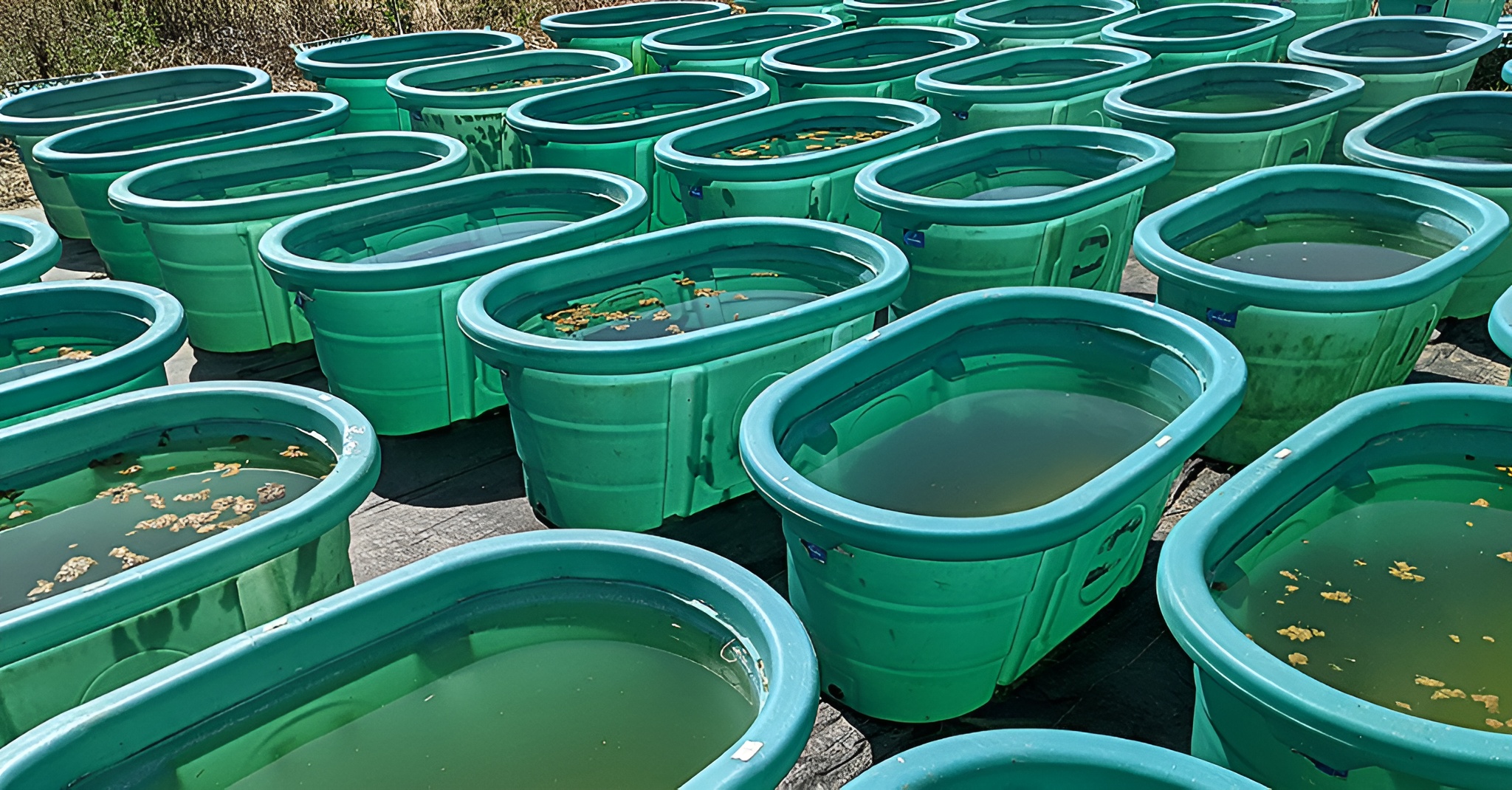 La pollution plastique favorise des conditions hydriques dangereuses, selon une nouvelle étude