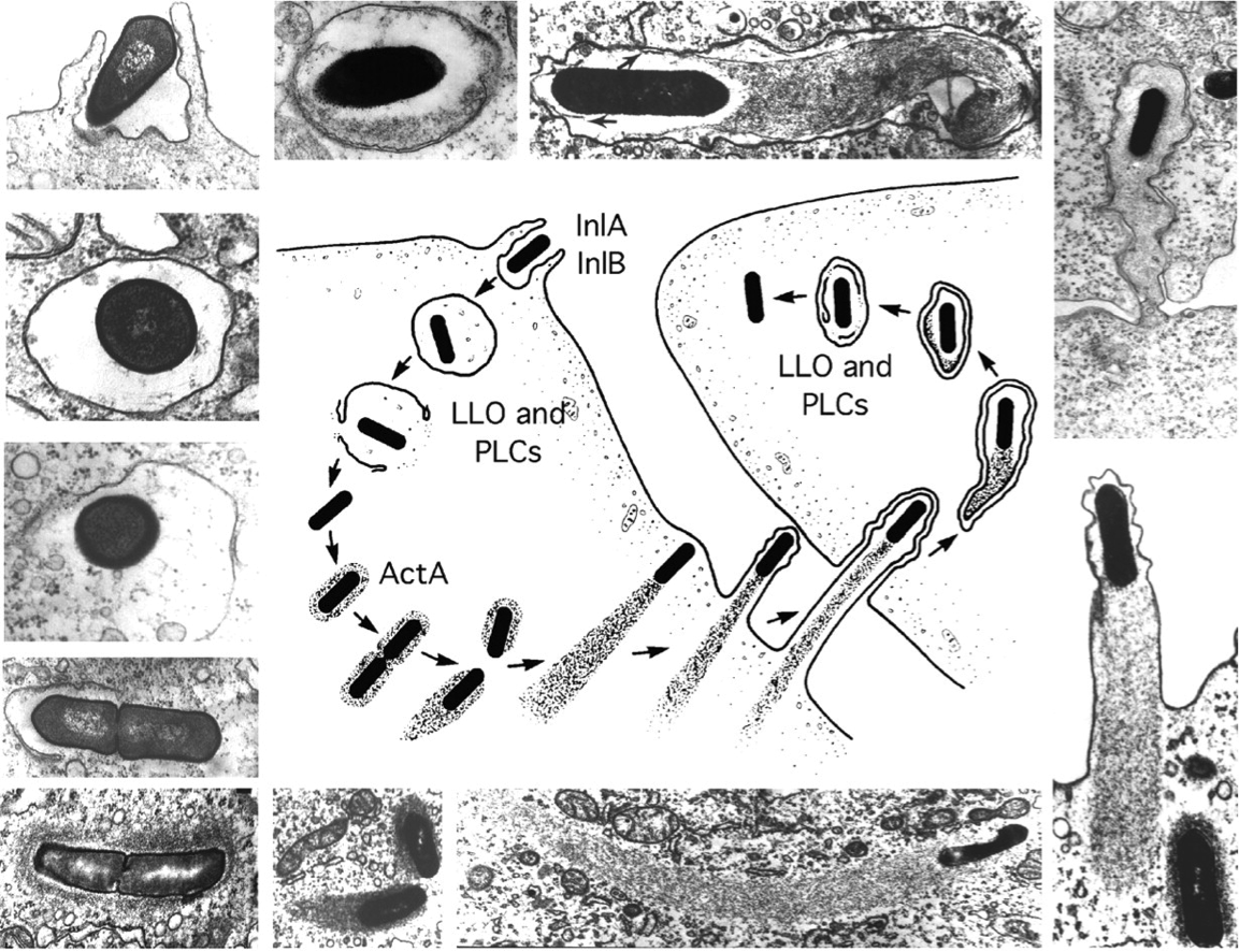 J Cell Biol 2002 Aug 158(3) 409-14, Figure 1.png