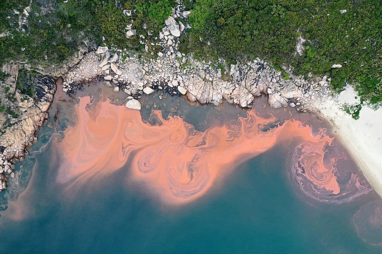 Des pluies extrêmes aggravent la prolifération d’algues le long des côtes sud-coréennes