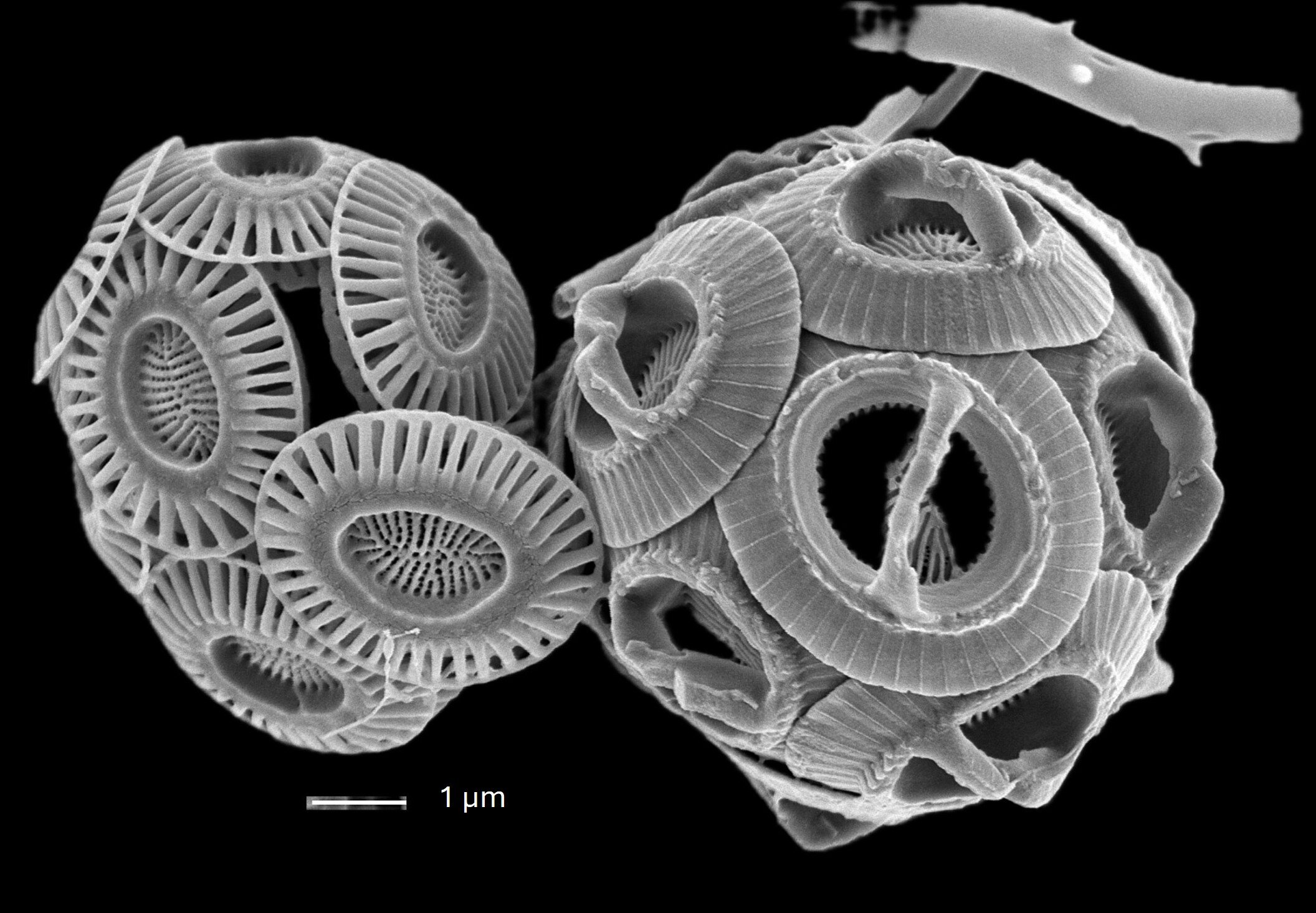 Du plancton microscopique révèle la tropicalisation de la mer Méditerranée.