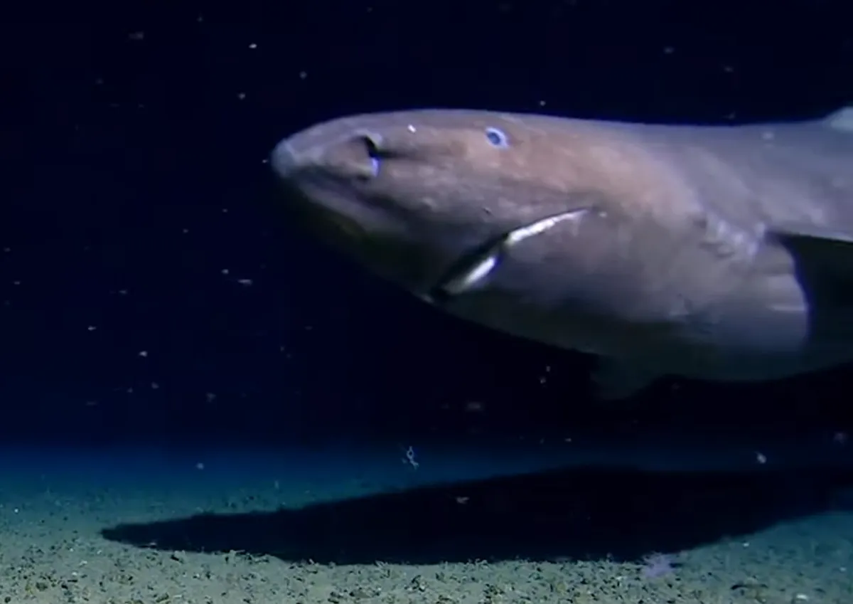 C’est le tout premier requin jamais filmé dans les eaux de l’Antarctique – « L’une des véritables merveilles de la nature »