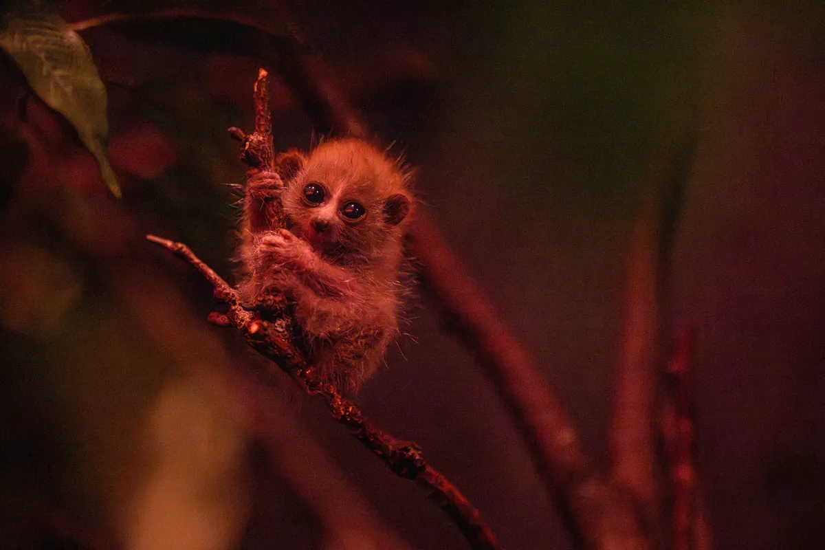 Besoin d’un petit remontant ? Regardez cet adorable bébé loris pygmée apprendre à grimper