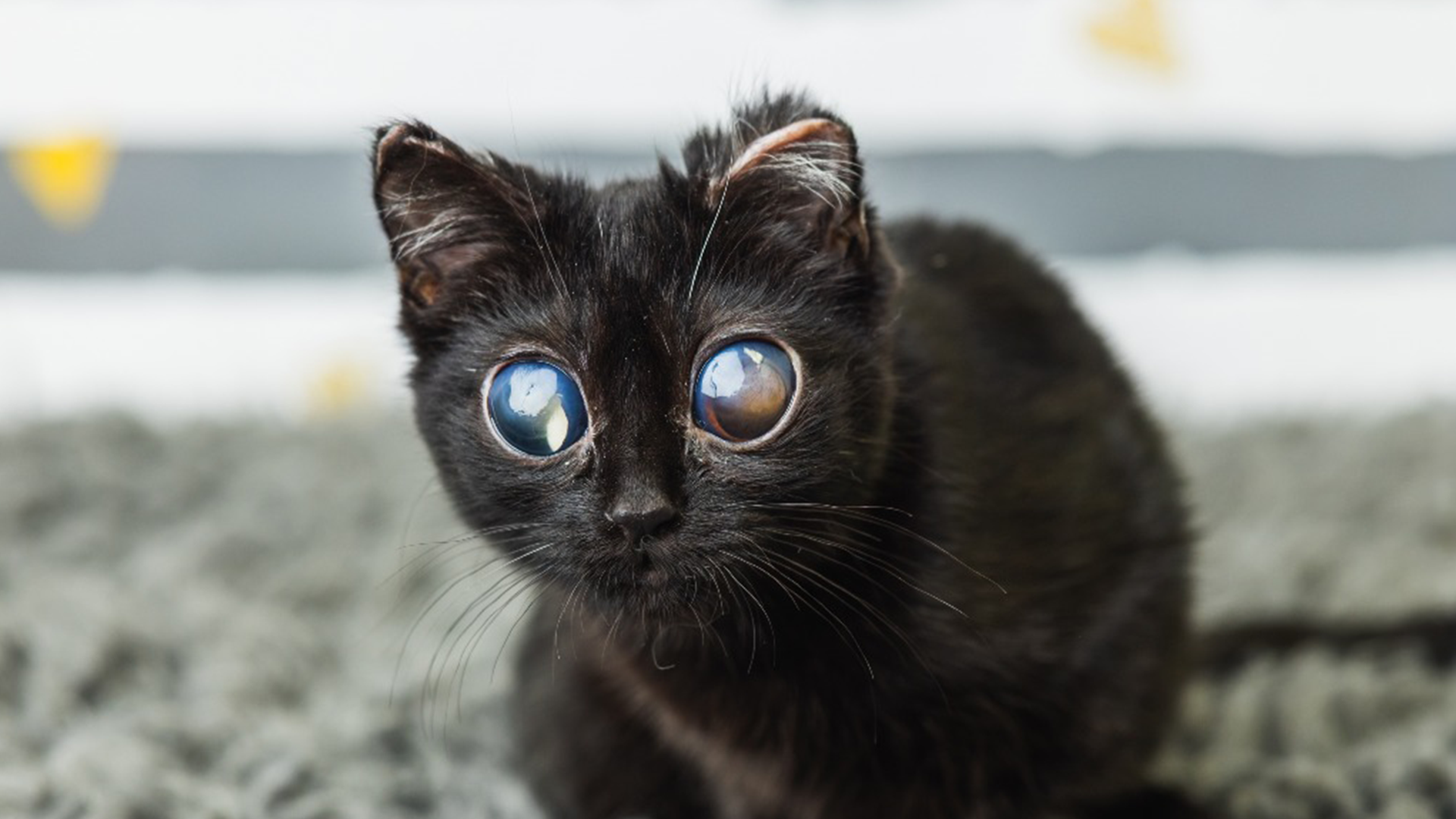Dorito : la vérité sur ce chaton aux yeux géants qui émeut le web