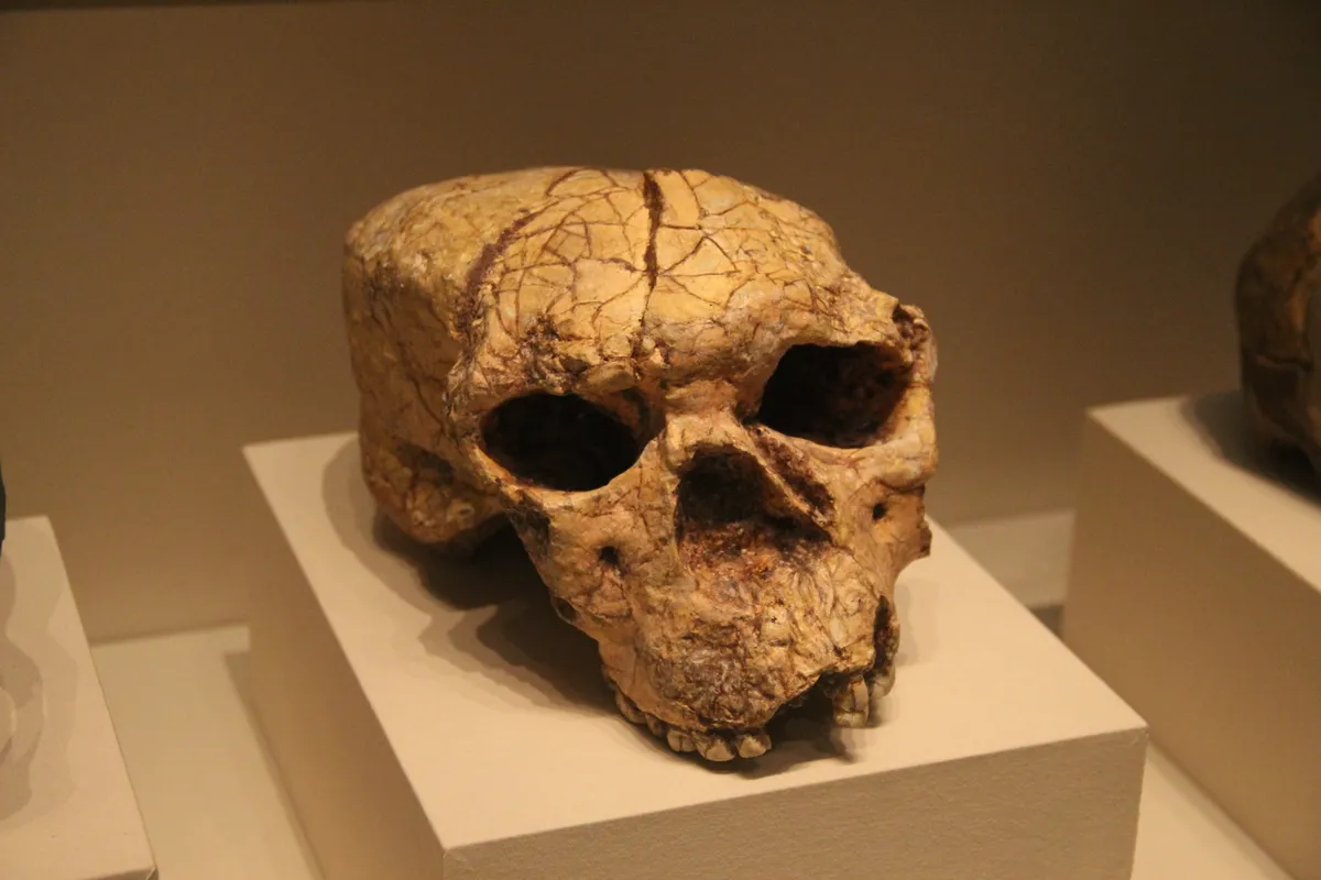 Pourquoi découvre-t-on autant de nouvelles (anciennes) espèces humaines en Chine ?