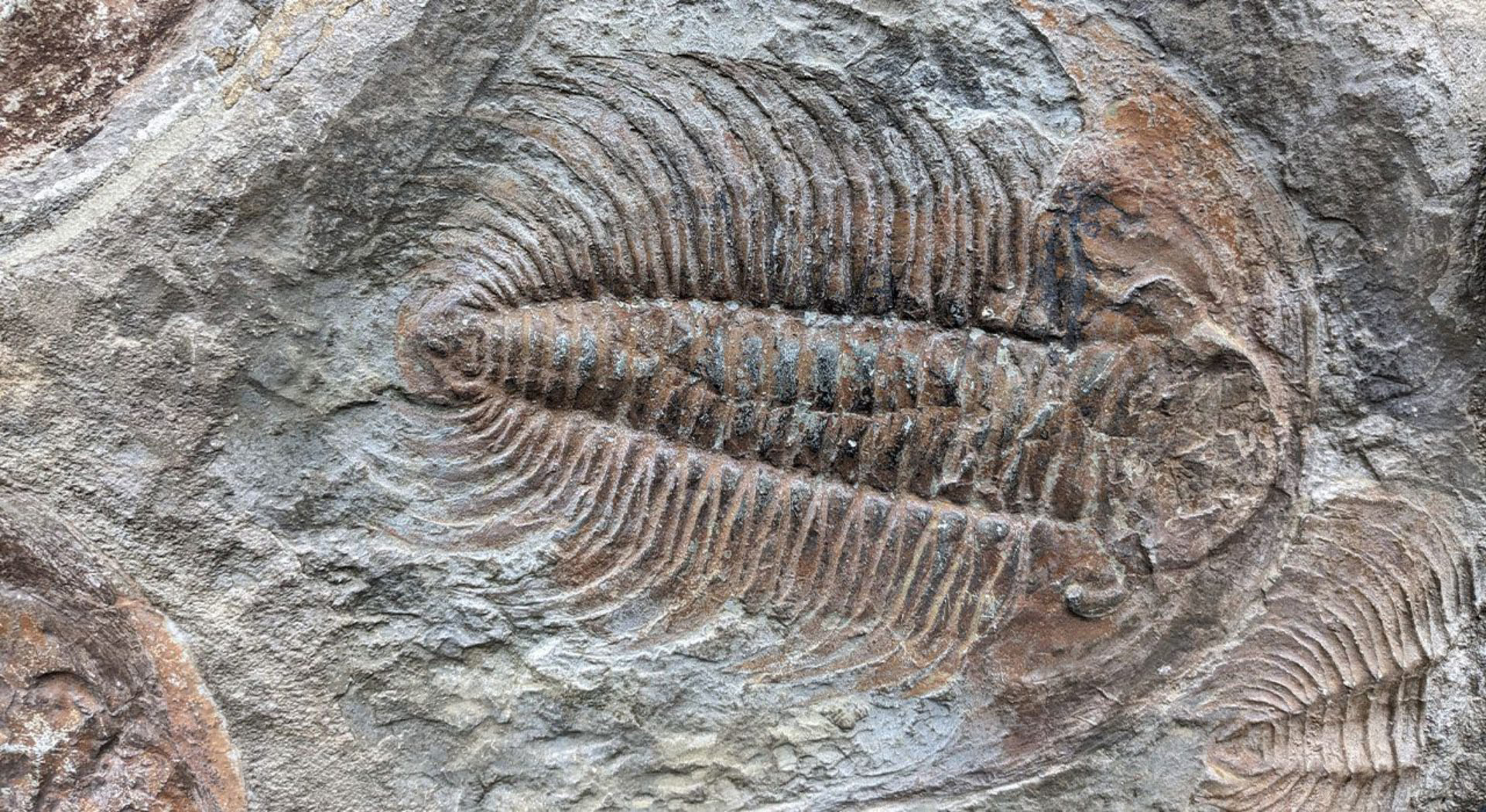 La découverte de chitine chez un trilobite vieux de 500 millions d’années éclaire le cycle du carbone terrestre