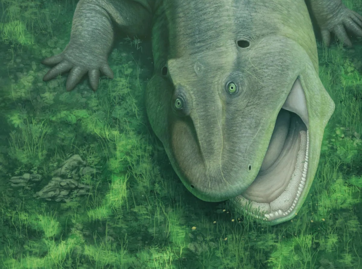 Cette créature de 275 millions d&rsquo;années avait une mâchoire totalement unique