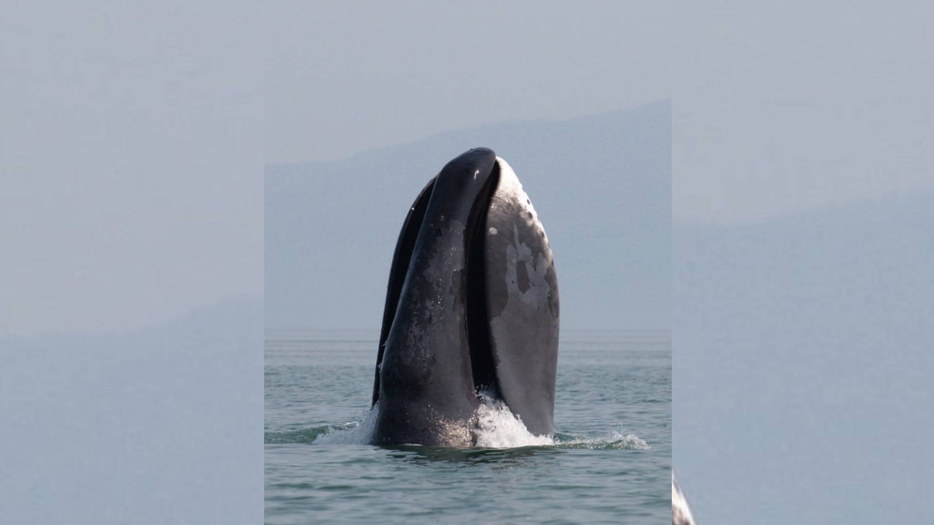 Cet animal possède la plus grande bouche du monde : un record de 4 mètres de haut