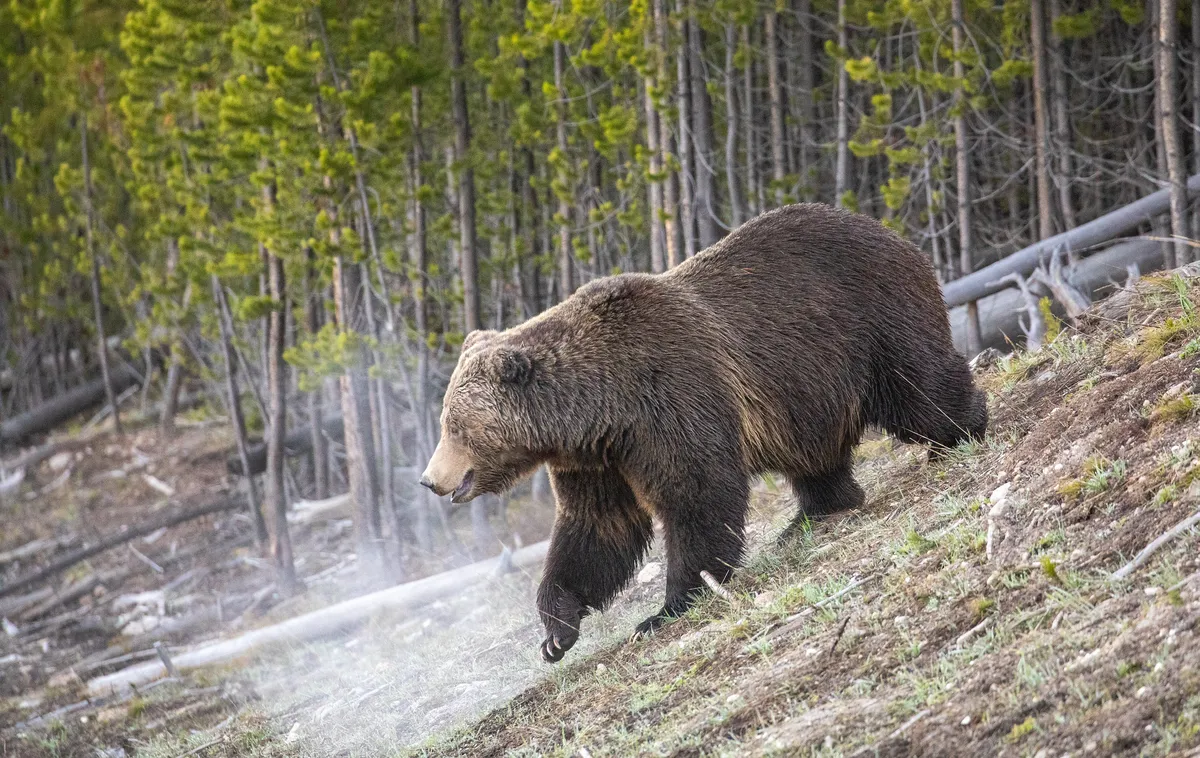 Yellowstone : le premier grizzly de 2026 est sorti de sa tanière, et il a faim