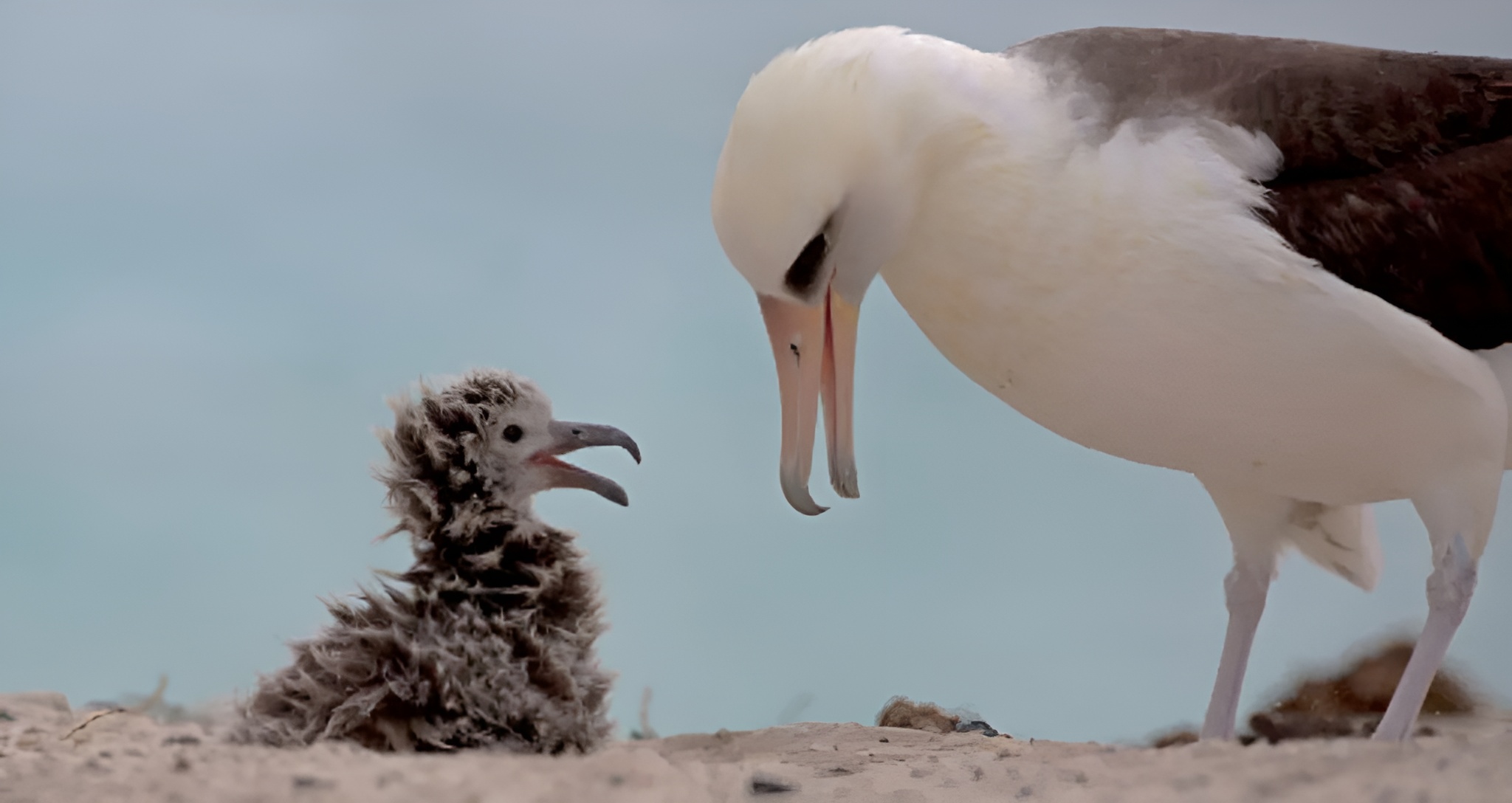 Wisdom, l’oiseau sauvage le plus âgé connu au monde, a un adorable petit‑enfant au plumage tout ébouriffé