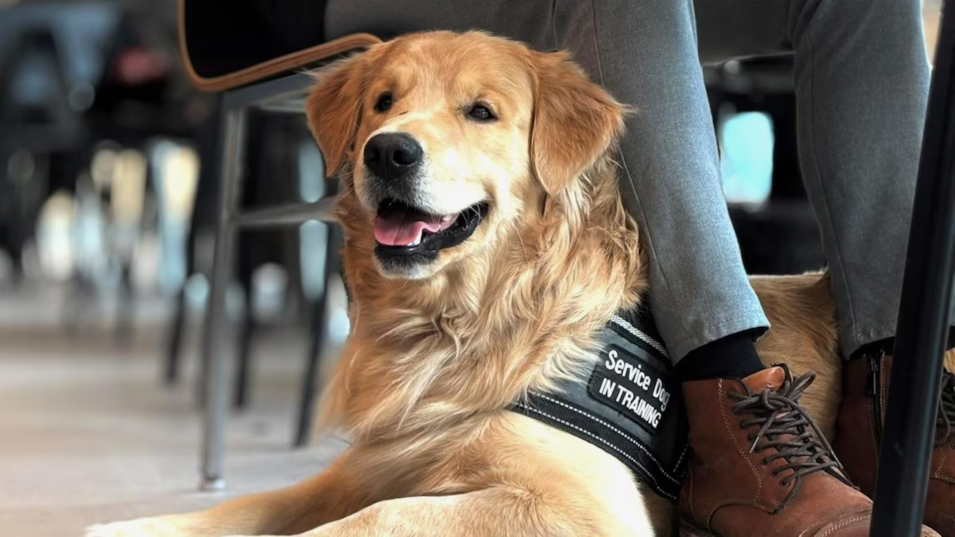 Drame en pension : un futur chien d'assistance perd la vie dans un chenil de Gatineau