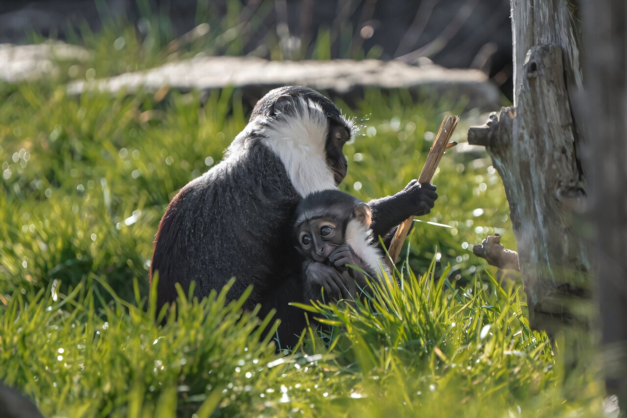 Un singe en danger critique d’extinction donne naissance après une opération qui lui a sauvé le pied