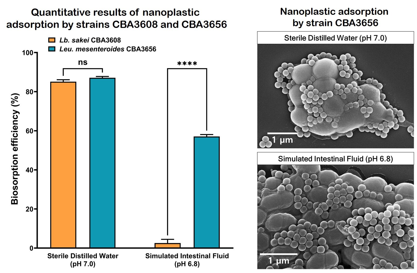 Un probiotique issu du kimchi favorise la fixation et l’élimination des nanoplastiques intestinaux